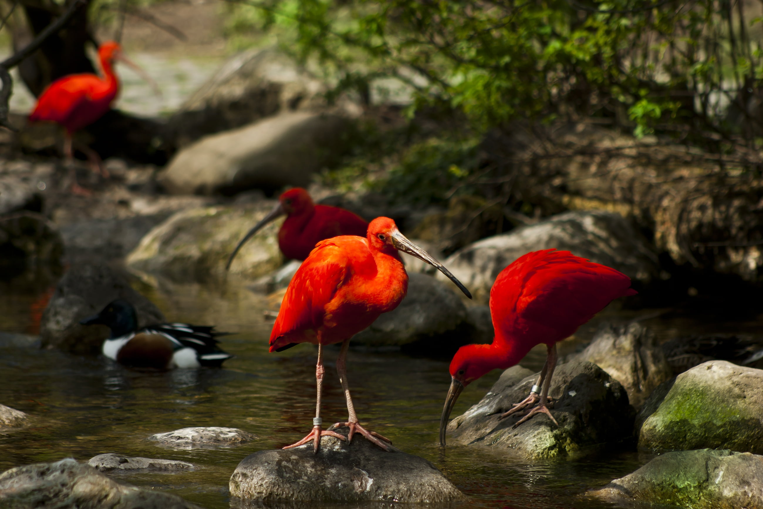 feather, birds, 2K, zoo, close-up, bird, nature, perching, vertebrate, beak, trees, safari Animals, focus on foreground, animal wildlife, day, moss, ibis, HD Wallpaper