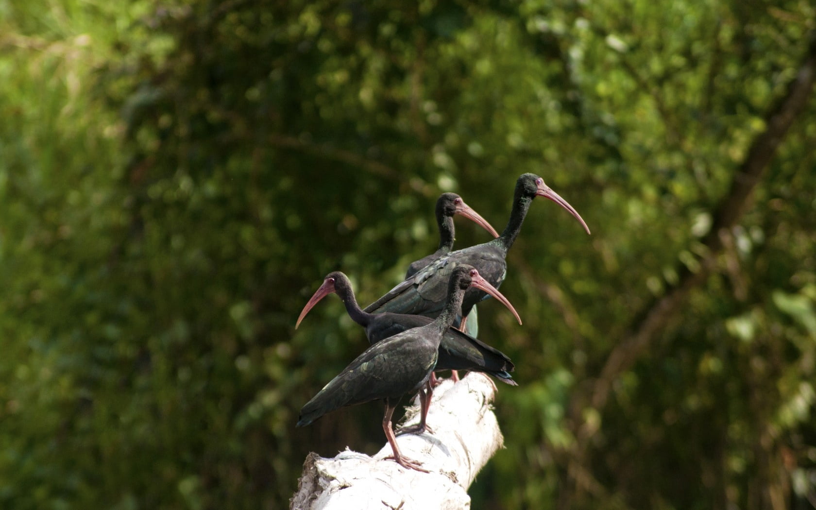 animals In The Wild, ibis, animal themes, nature, wildlife, plant, vertebrate, animal wildlife, focus on foreground, bird, outdoors, beak, bird Watching, HD Wallpaper