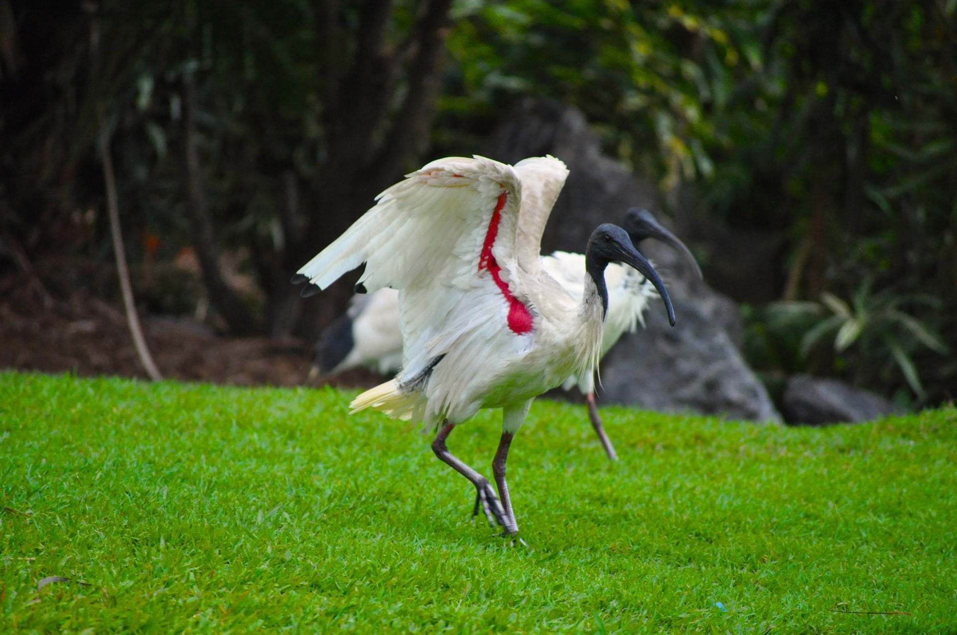 one animal, animal wildlife, feather, plant, animal, wildlife, vertebrate, australian ibis, field, focus on foreground, botanic garden, animal themes, green color, HD Wallpaper