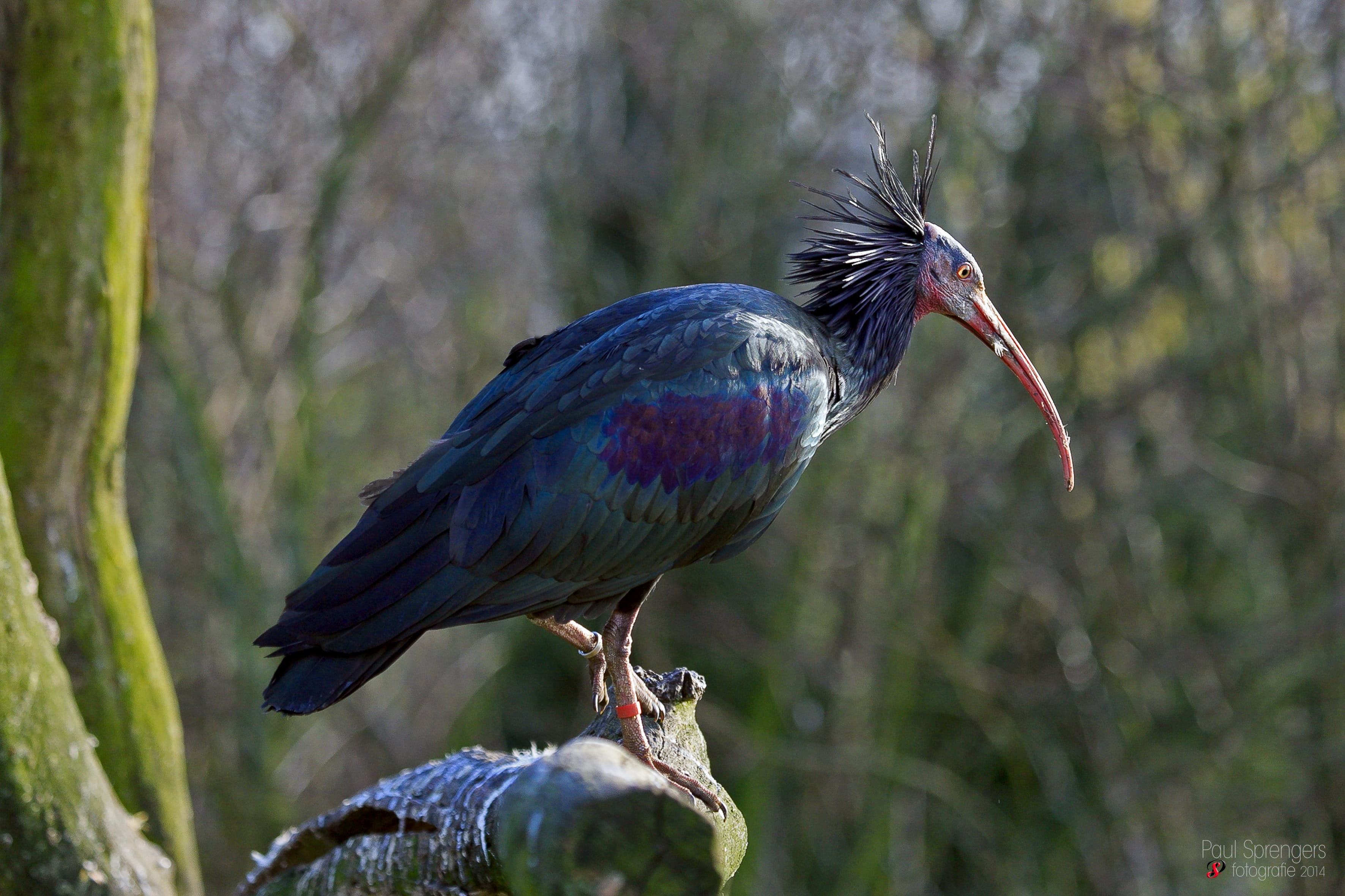 animals In The Wild, Wood Ibis, one animal, Garden, beak, branch, animal themes, feather, Animal, Zoo, vertebrate, 2K, tree, plant, bird, perching, outdoors, HD Wallpaper