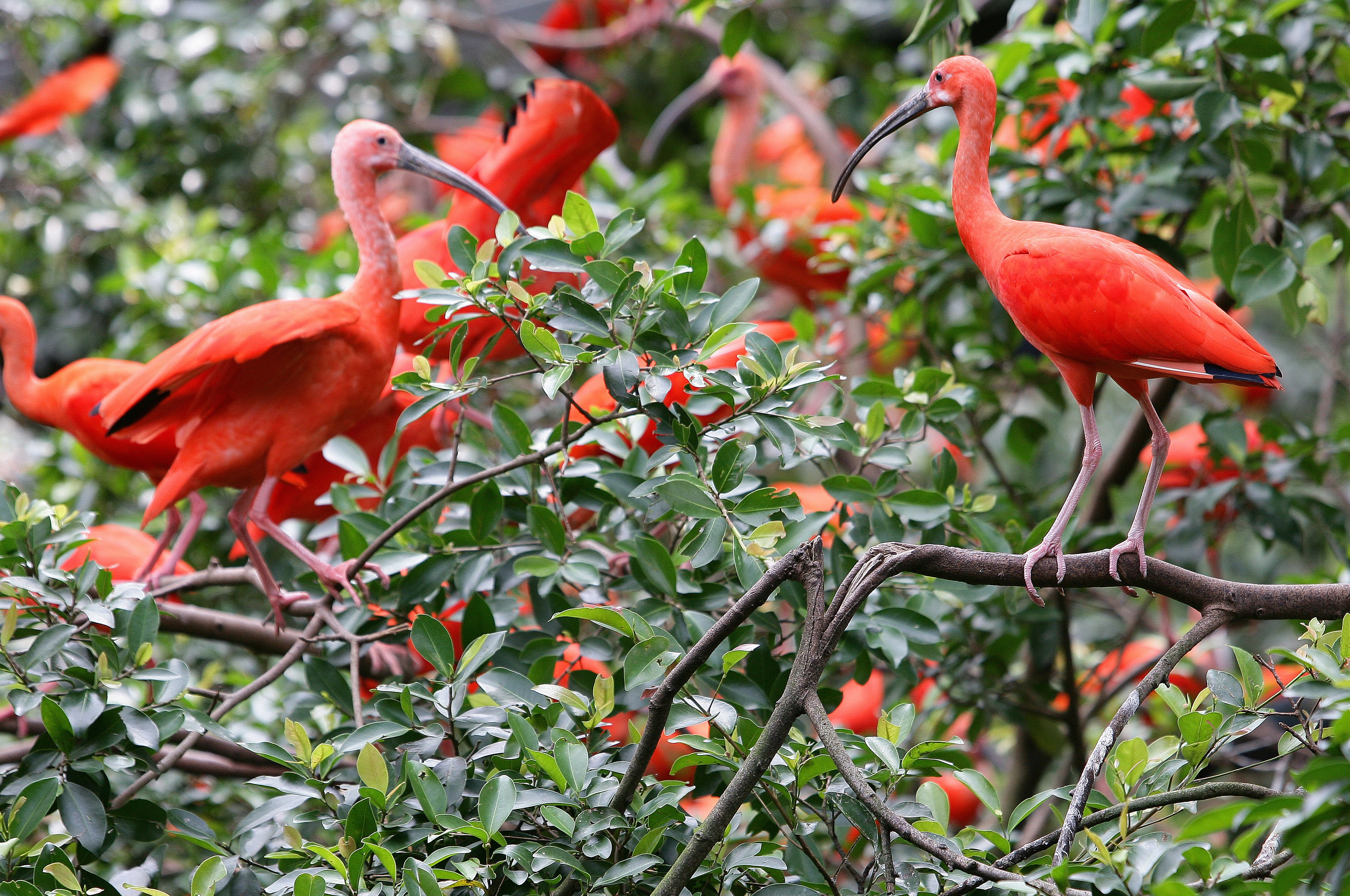 branches, leaves, birds, 4K, ibis, HD Wallpaper