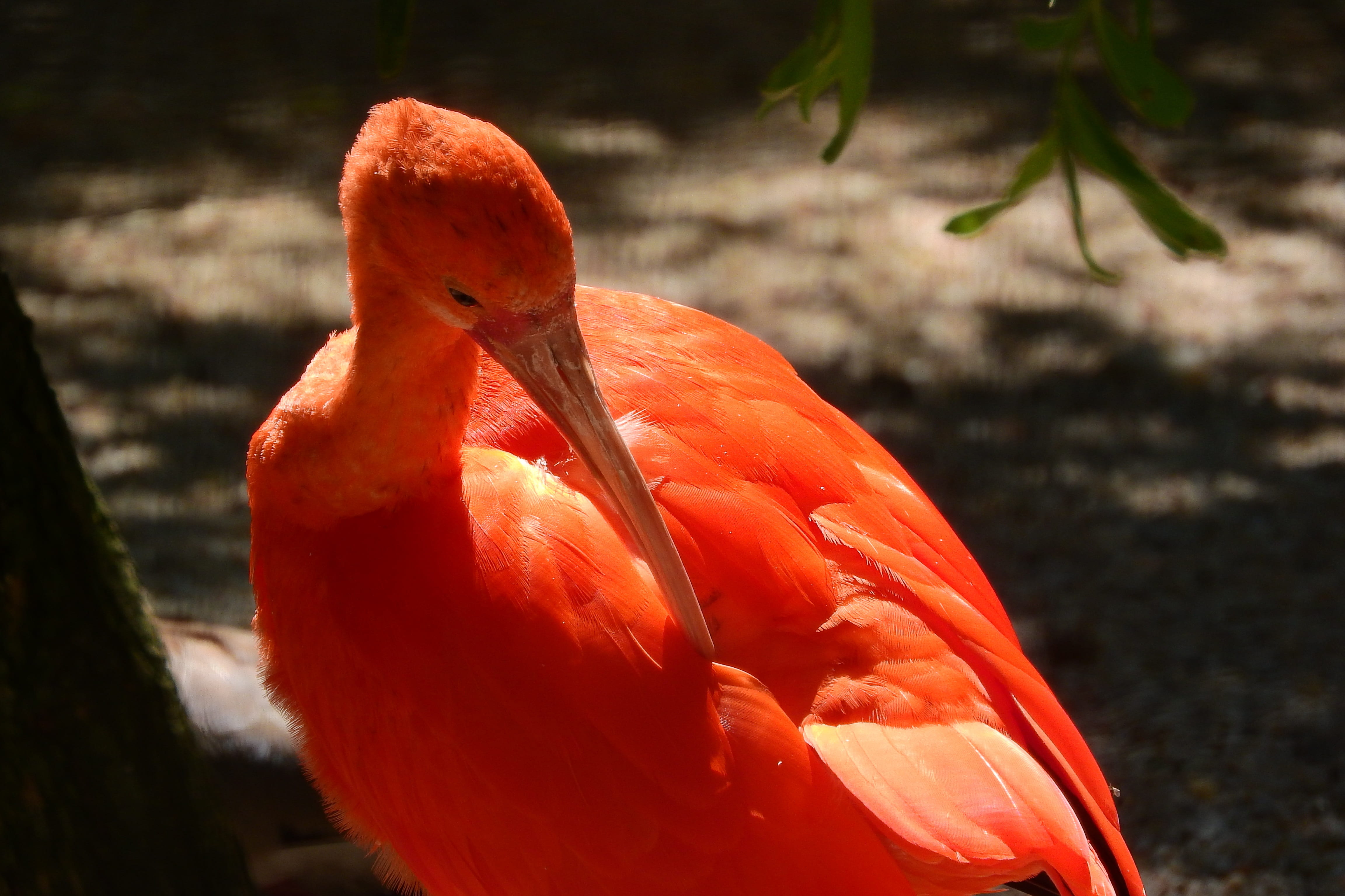 focus on foreground, beak, animal, bird, animals in the wild, red, sunlight, the south american brodivý bird, nature, animal themes, no people, 4K, perching, HD Wallpaper