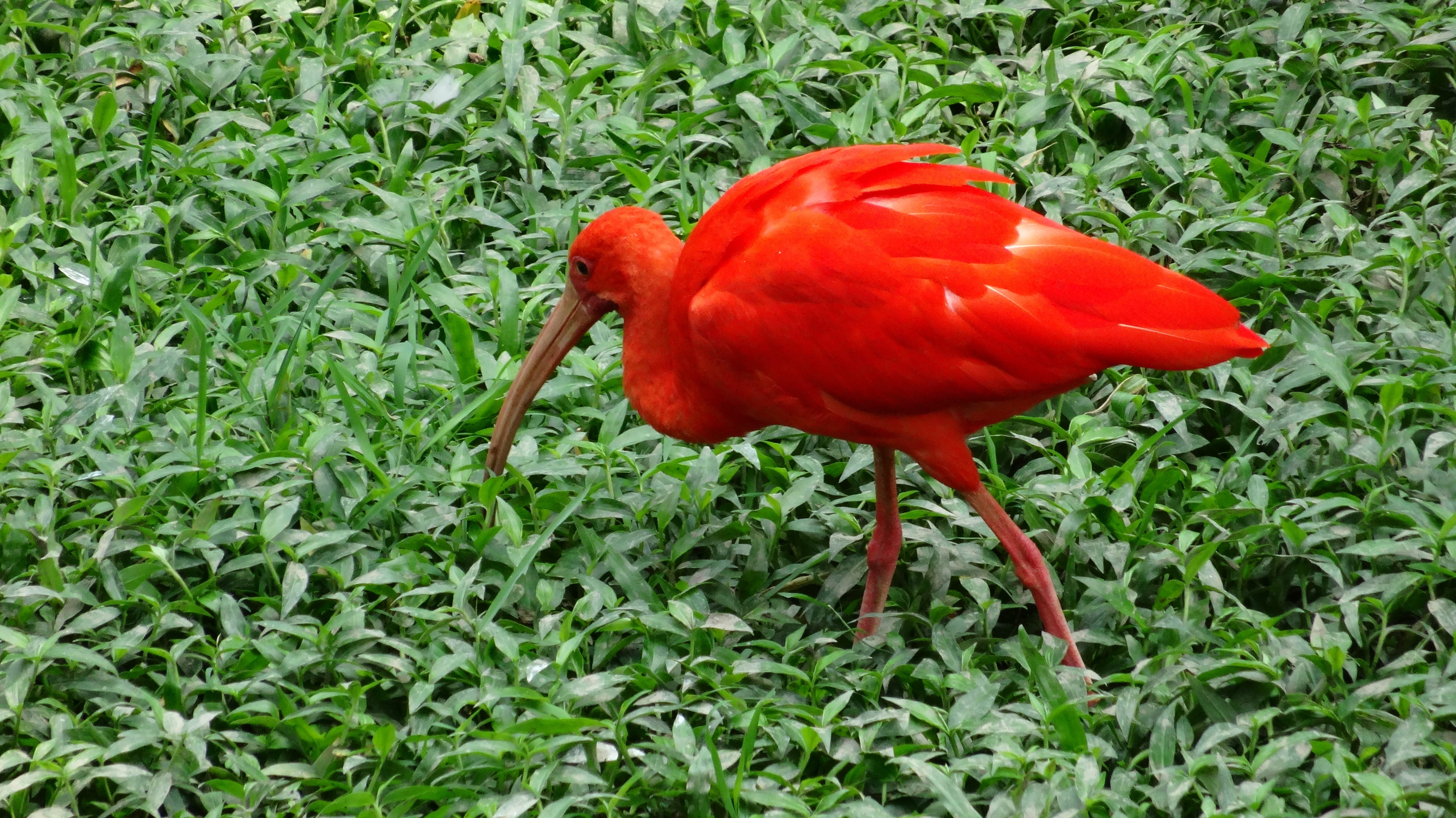 day, park, animals in the wild, field, 4K, no people, beak, land, Bird, Ibis, one animal, green color, animal themes, plant, vertebrate, ibis szkarłatny, HD Wallpaper