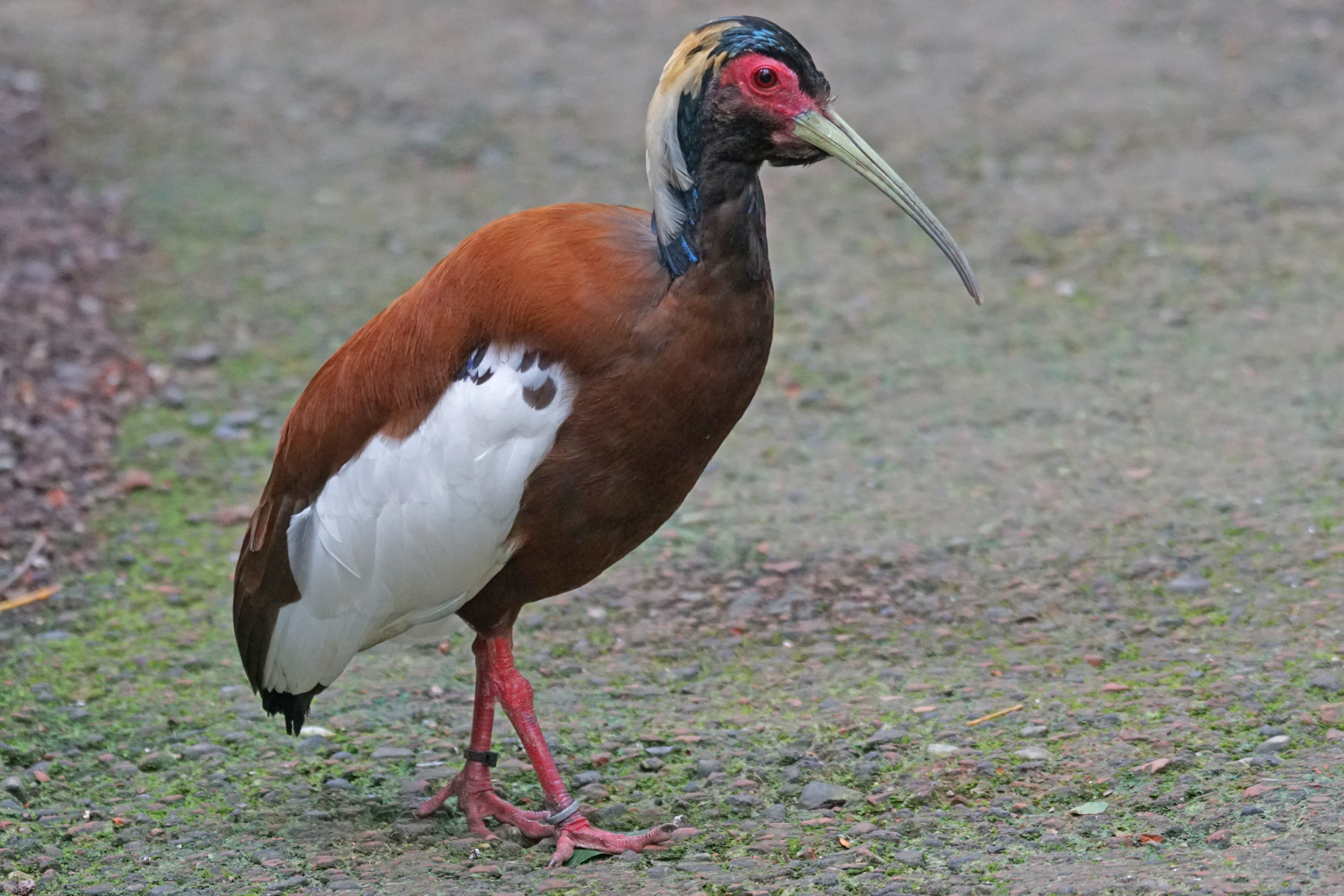 nature, Wader, day, schreizvogel, vertebrate, close-up, crested ibis lophotibis cristata, beak, rainforest, full length, animal wildlife, animal themes, HD Wallpaper