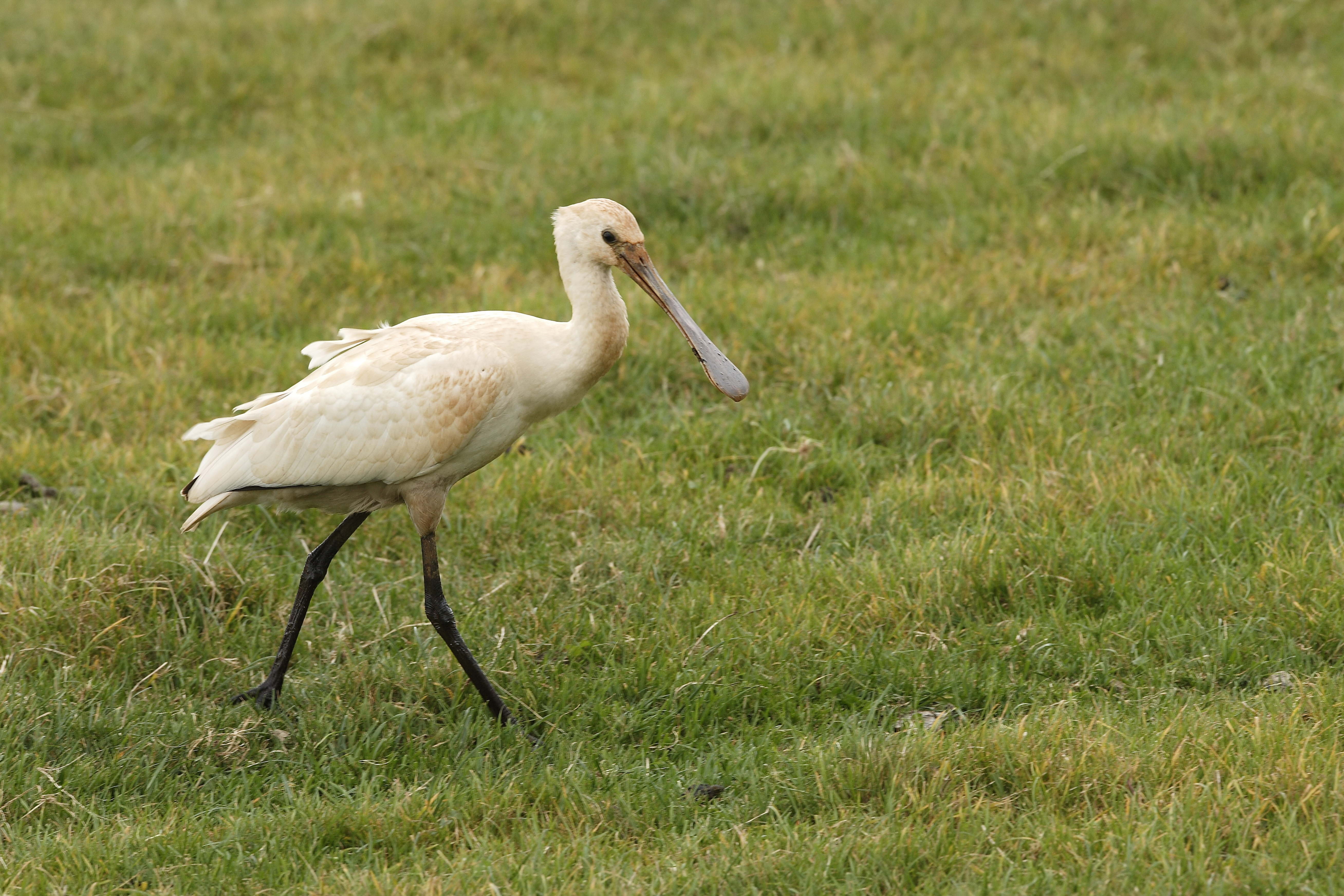 beaked, land, summer, stork, animal wildlife, 5K, vertebrate, green color, side view, animal themes, ibis, feather, no people, day, animal, long, blue, HD Wallpaper