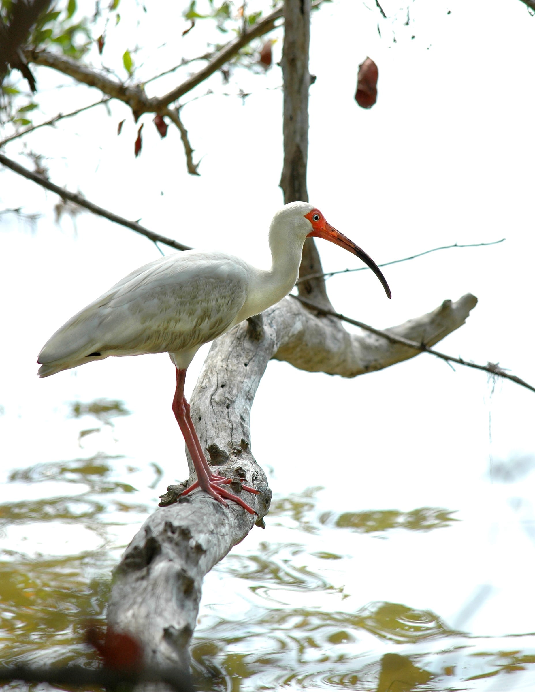 Ibis, nature, plant, Water, plumage, outdoors, 1080P, Branch, aves, fauna, white, animal wildlife, one animal, avifauna, animal, low angle view, avian, Phone HD Wallpaper