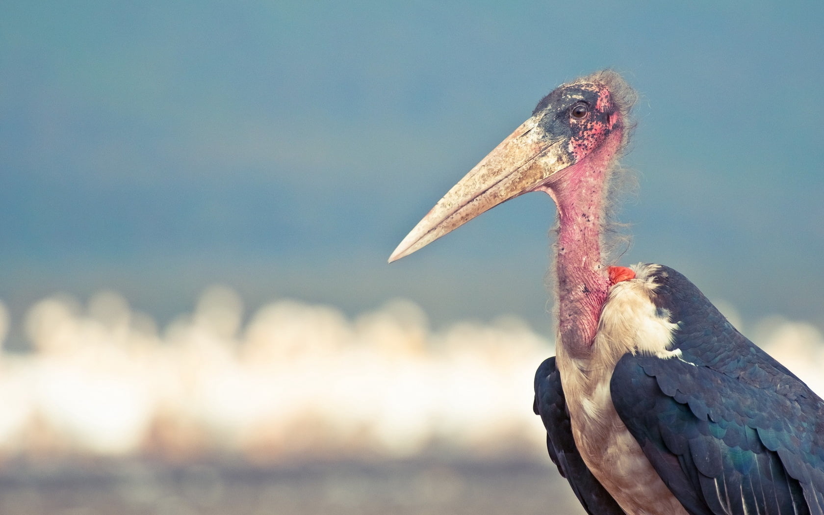 vertebrate, animal themes, beak, outdoors, no people, bird, animal wildlife, animals In The Wild, animal body part, wildlife, 720P, ibis, animal, red, HD Wallpaper