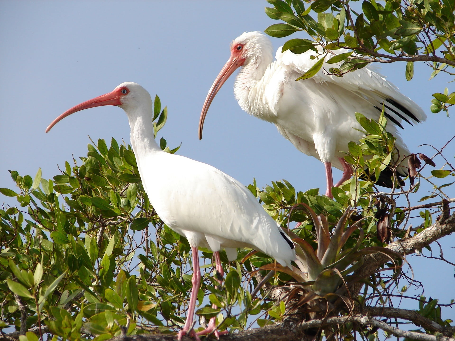looking, animal family, vertebrate, animal wildlife, no people, stork, white ibis, wildlife, waterbirds, white color, day, beak, animal themes, plant, perched, HD Wallpaper