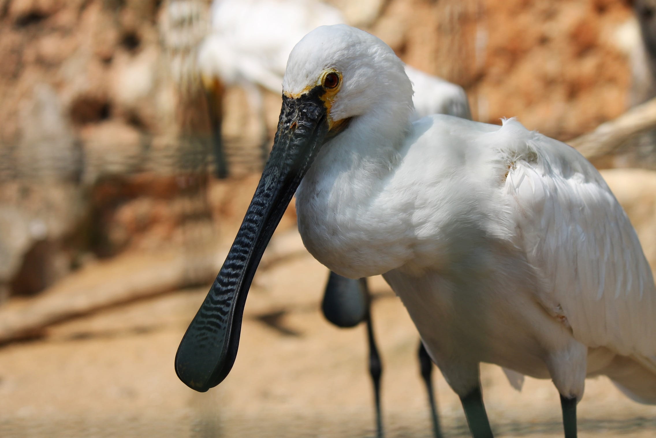 wild, wilderness, creature, bird, ibis, 1080P, focus on foreground, sunlight, animal body part, animal, outdoor, wings, mammal, african spoonbill, one animal, HD Wallpaper