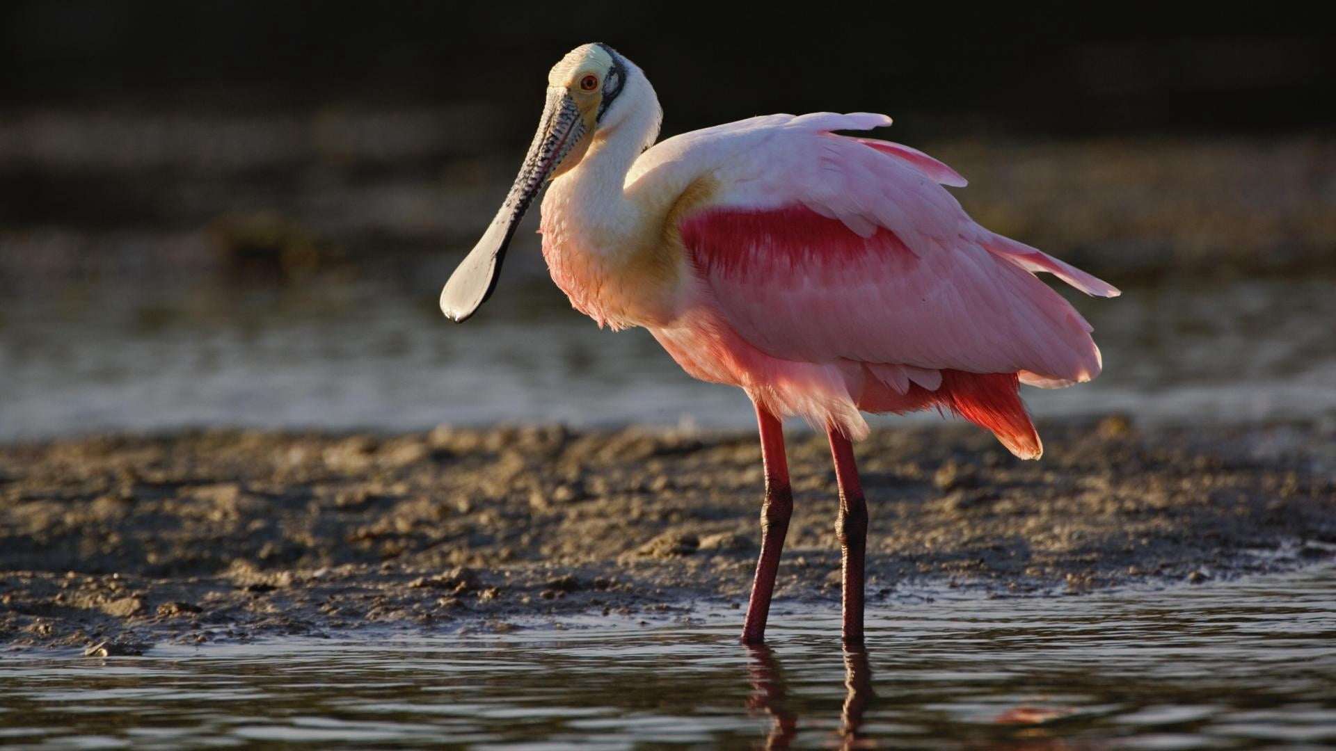 florida - Usa, lake, heron, outdoors, vertebrate, color Image, one animal, profile view, focus on foreground, animal themes, sea, white, animals In The Wild, HD Wallpaper