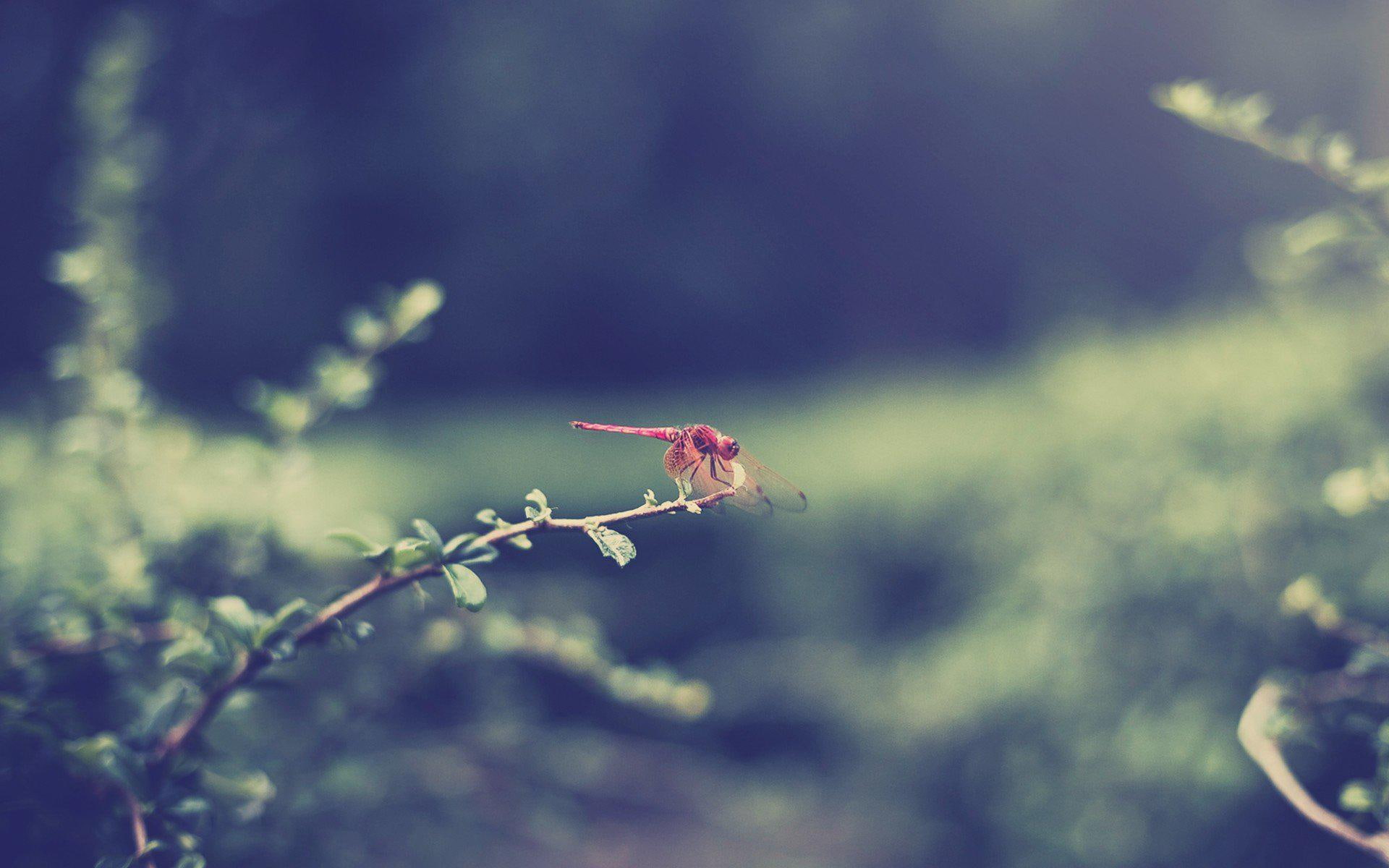 backgrounds, roseate, 1080P, plants, desktop, skimmer, marco, HD Wallpaper