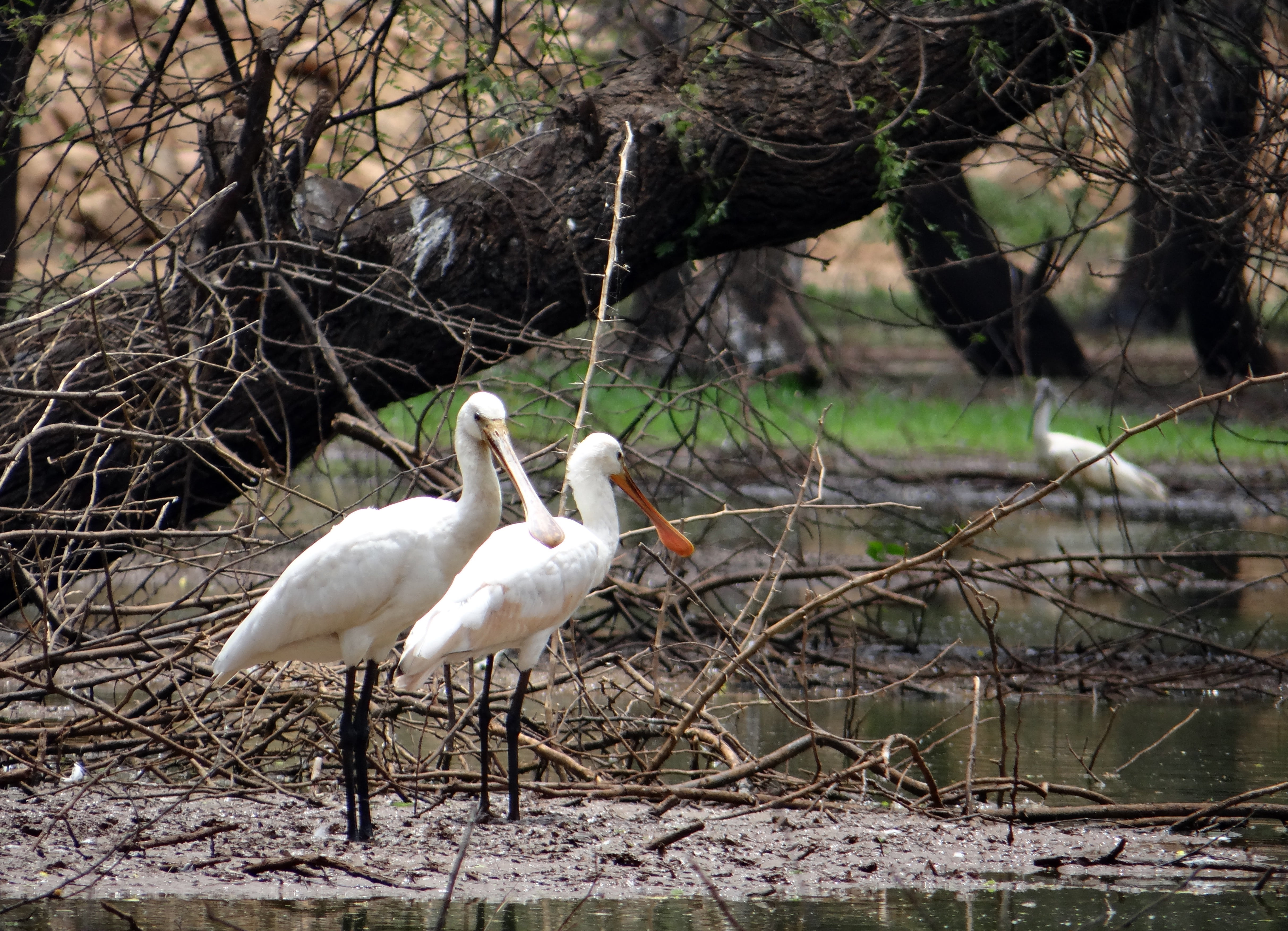 water, nature, sanctuary, 4K, bird, ankasamudra, wader, no people, india, karnataka, day, lake, two animals, swan, wildlife, animal wildlife, animal, plant, HD Wallpaper