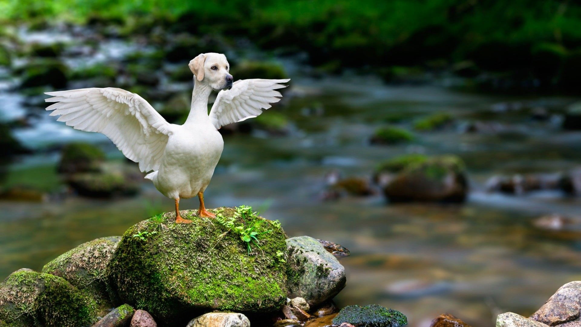 day, animal wildlife, vertebrate, animal themes, rock, spread wings, 1080P, feather, black, no people, focus on foreground, animals in the wild, lake, HD Wallpaper