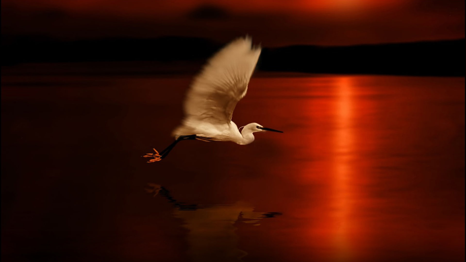hawk, bird, animals, pelican, animal, kite, fly, sky, aquatic bird, sea, wading bird, flight, hummingbird, spoonbill, 1080P, HD Wallpaper