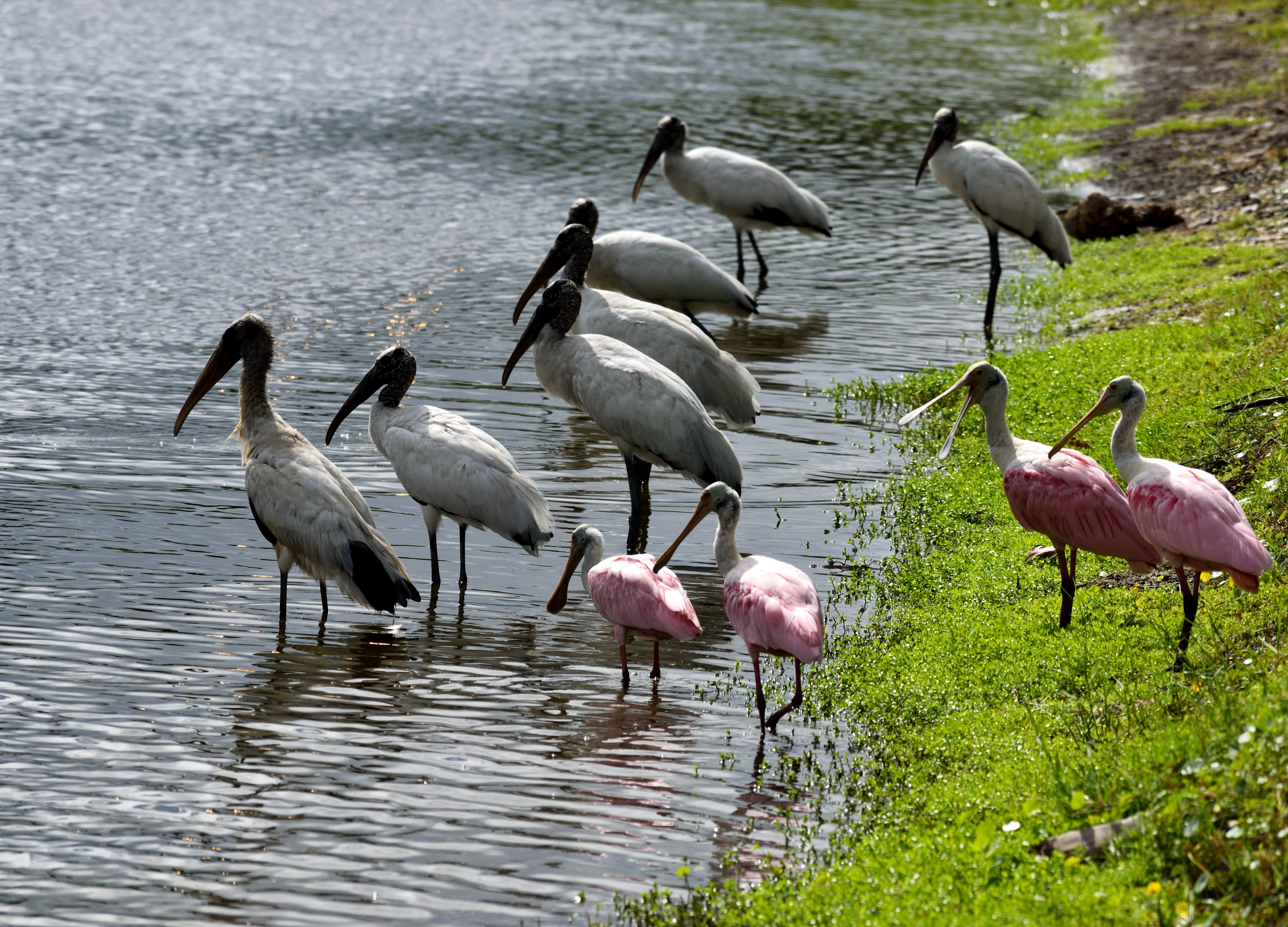 wildlife, 5K, animals in the wild, flight, waterbirds, bird, wood storks, usa, nature, habitat, wetland, water, lake, tropical, florida, ardea, animal wildlife, HD Wallpaper