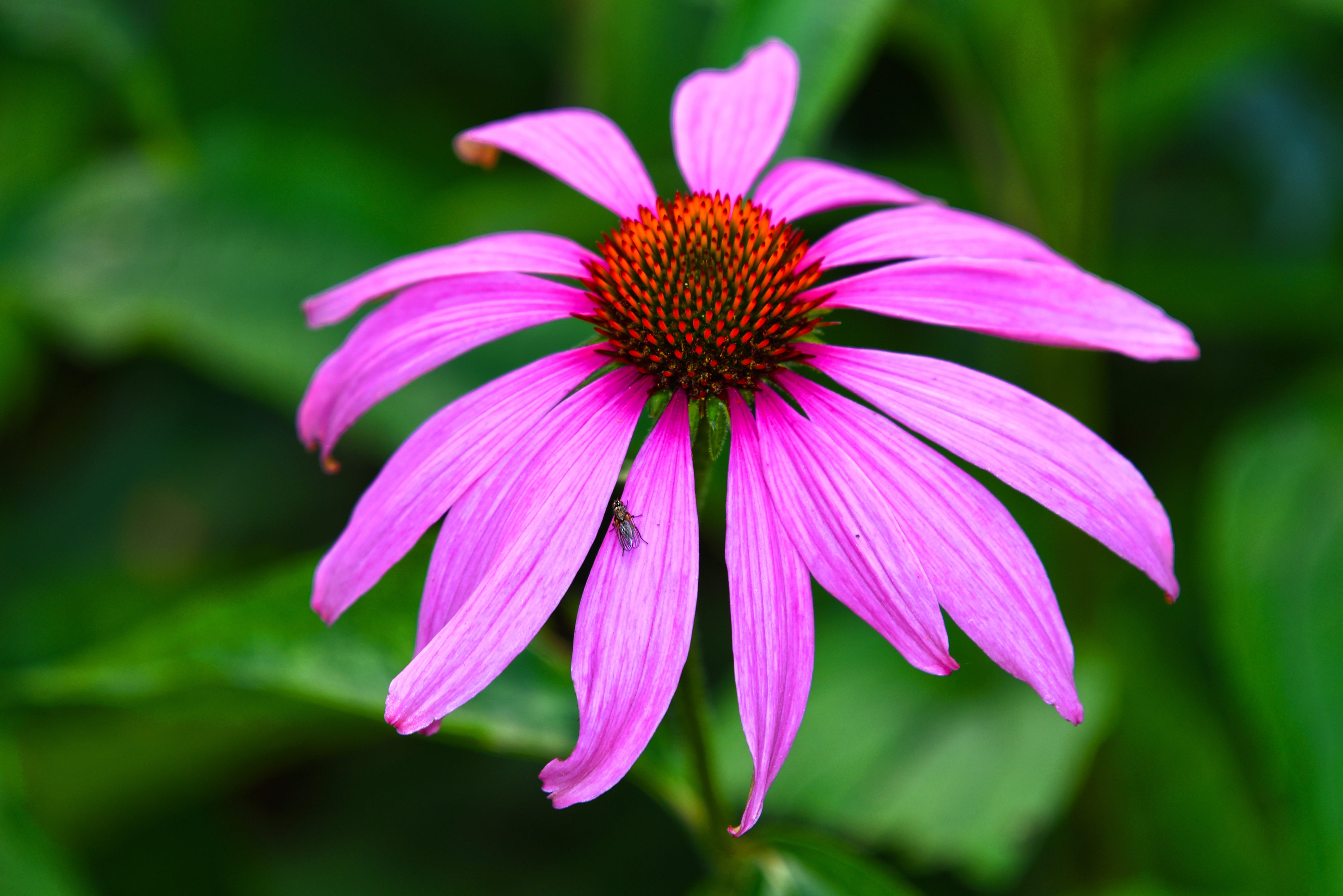 plant, focus on foreground, perennial, growth, flower, fragility, vulnerability, petal, purple, flowering plant, beauty in nature, freshness, close-up, HD Wallpaper