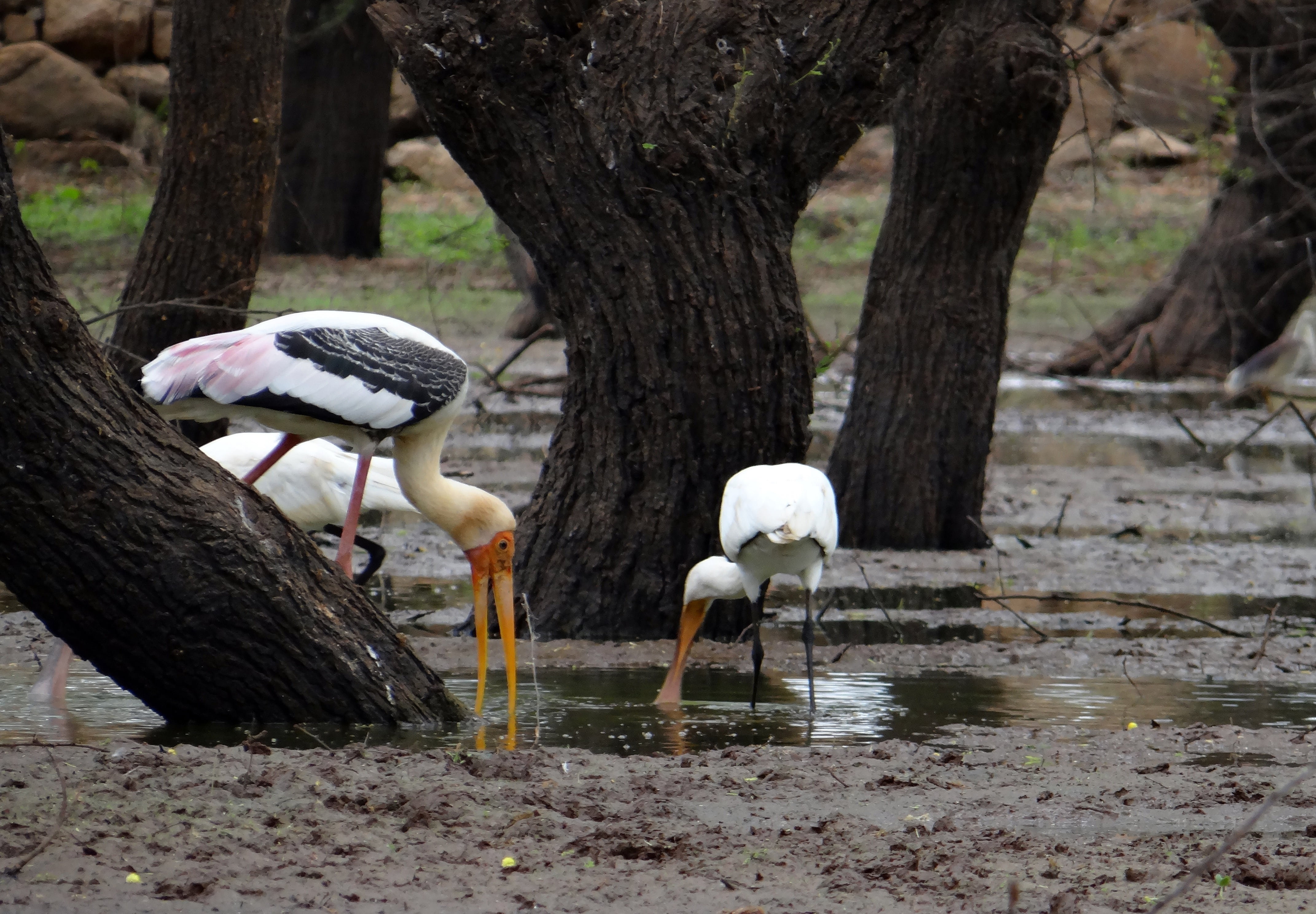 nature, beach, lakeshore, spoonbill, trunk, sanctuary, animal family, animal, eurasian spoonbill, group of animals, lake, bird, india, tree trunk, water, HD Wallpaper