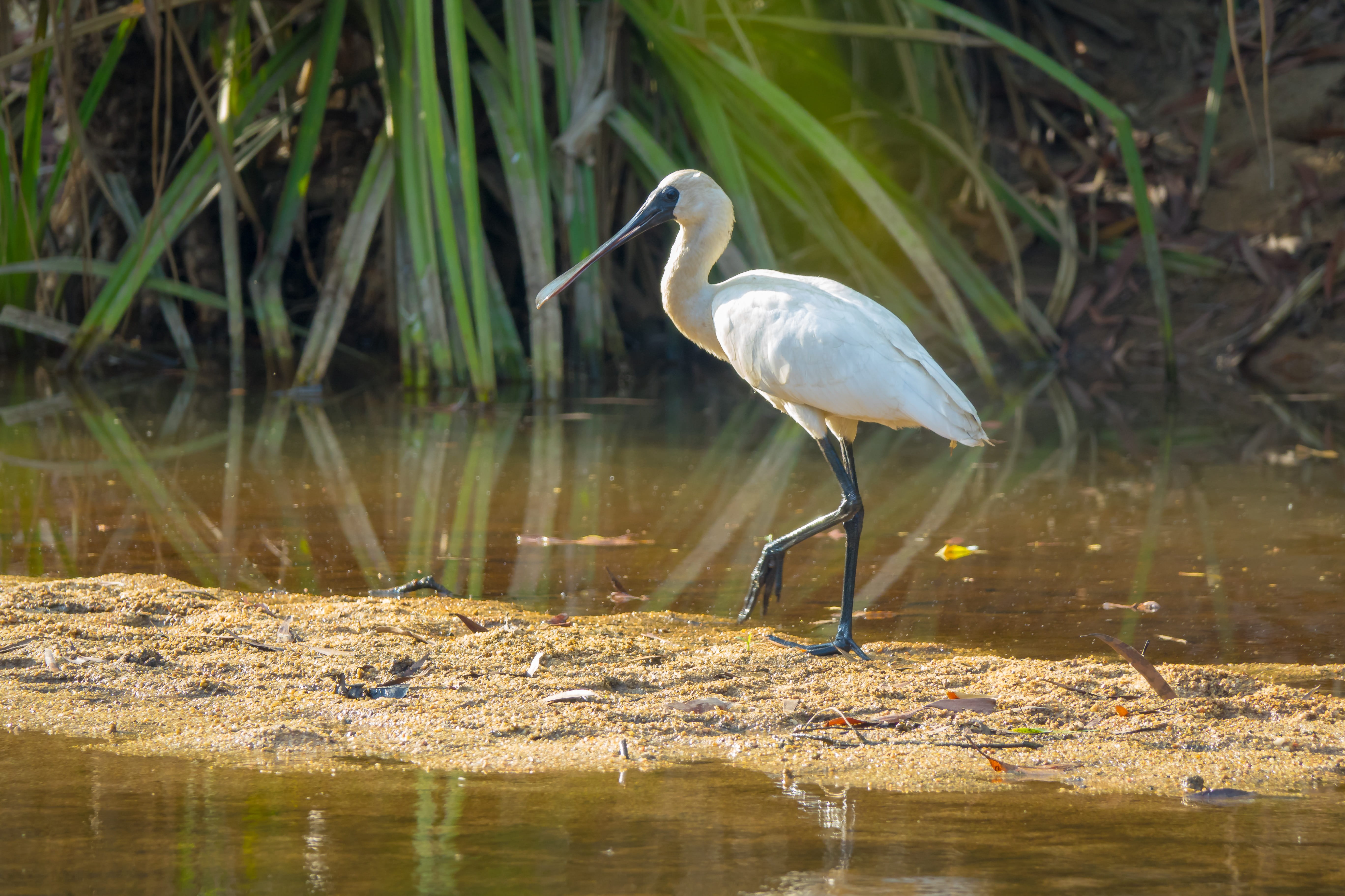 australia, water, one animal, outdoors, birds, reflection, lake, side view, animal wildlife, egret, beauty in nature, royal-spoonbill, animals in the wild, HD Wallpaper