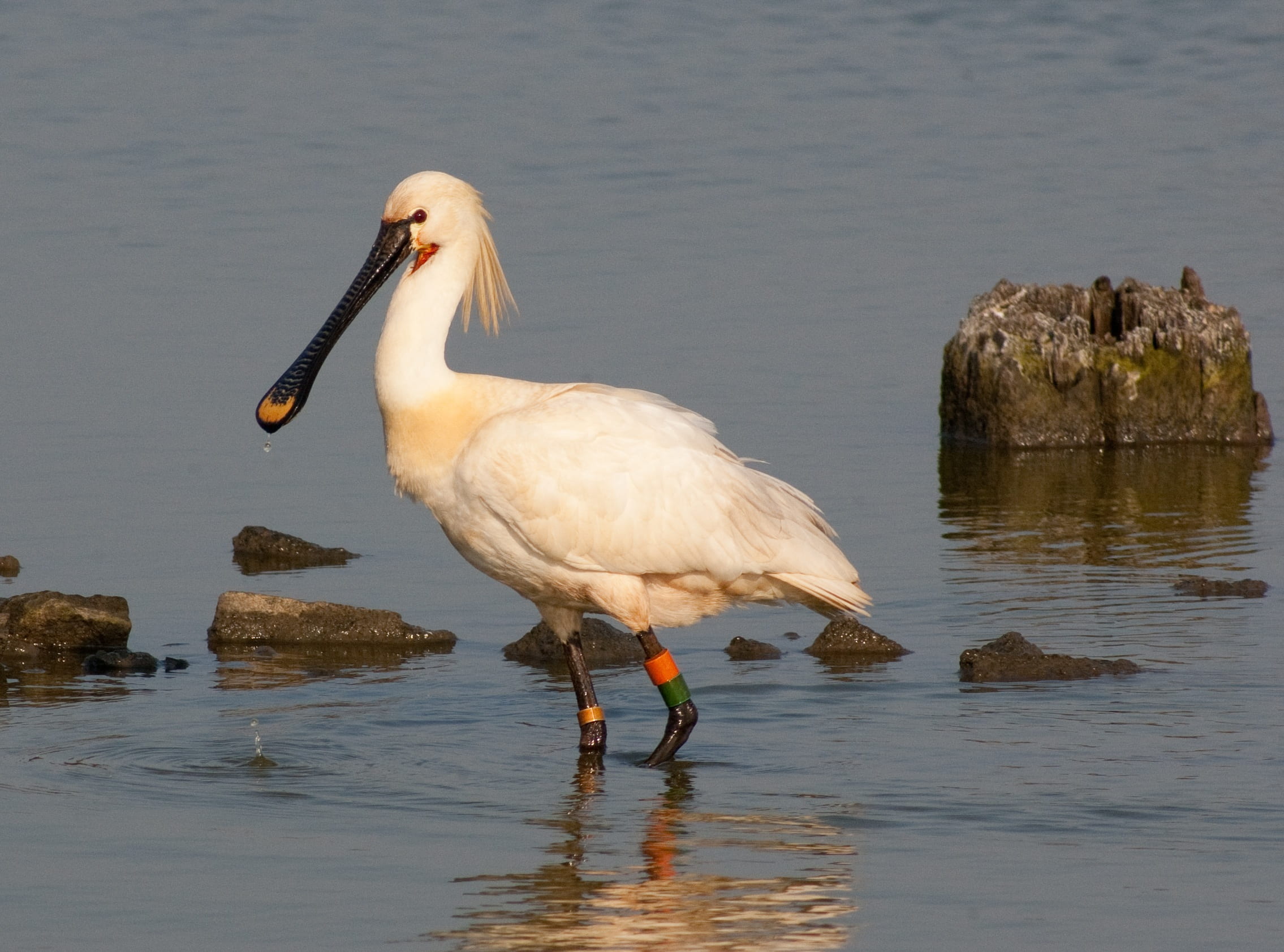 outdoors, perching, one animal, focus on foreground, water, vertebrate, animal wildlife, waterfront, animal themes, no people, beak, lake, animal, reflection, HD Wallpaper