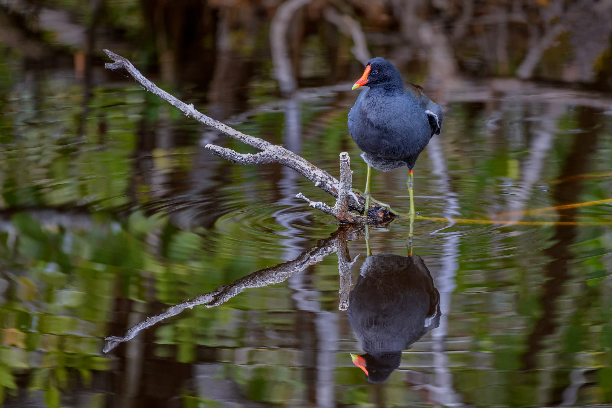 desktop, common, america, lakes, 1080P, gallinule, swamps, hd, live, bird, photography, channels, rich, HD Wallpaper