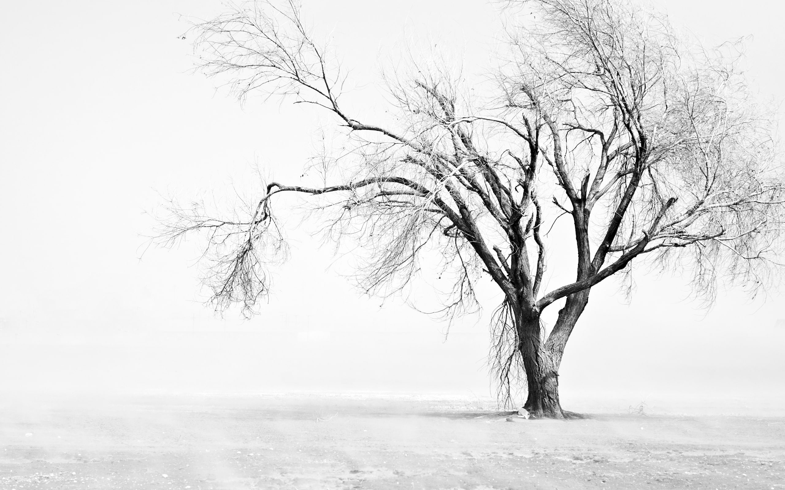 beauty in nature, environment, nikon, snow, scenics - nature, tranquil scene, non-urban scene, winter, texas, nikond90, nature, no people, tranquility, HD Wallpaper