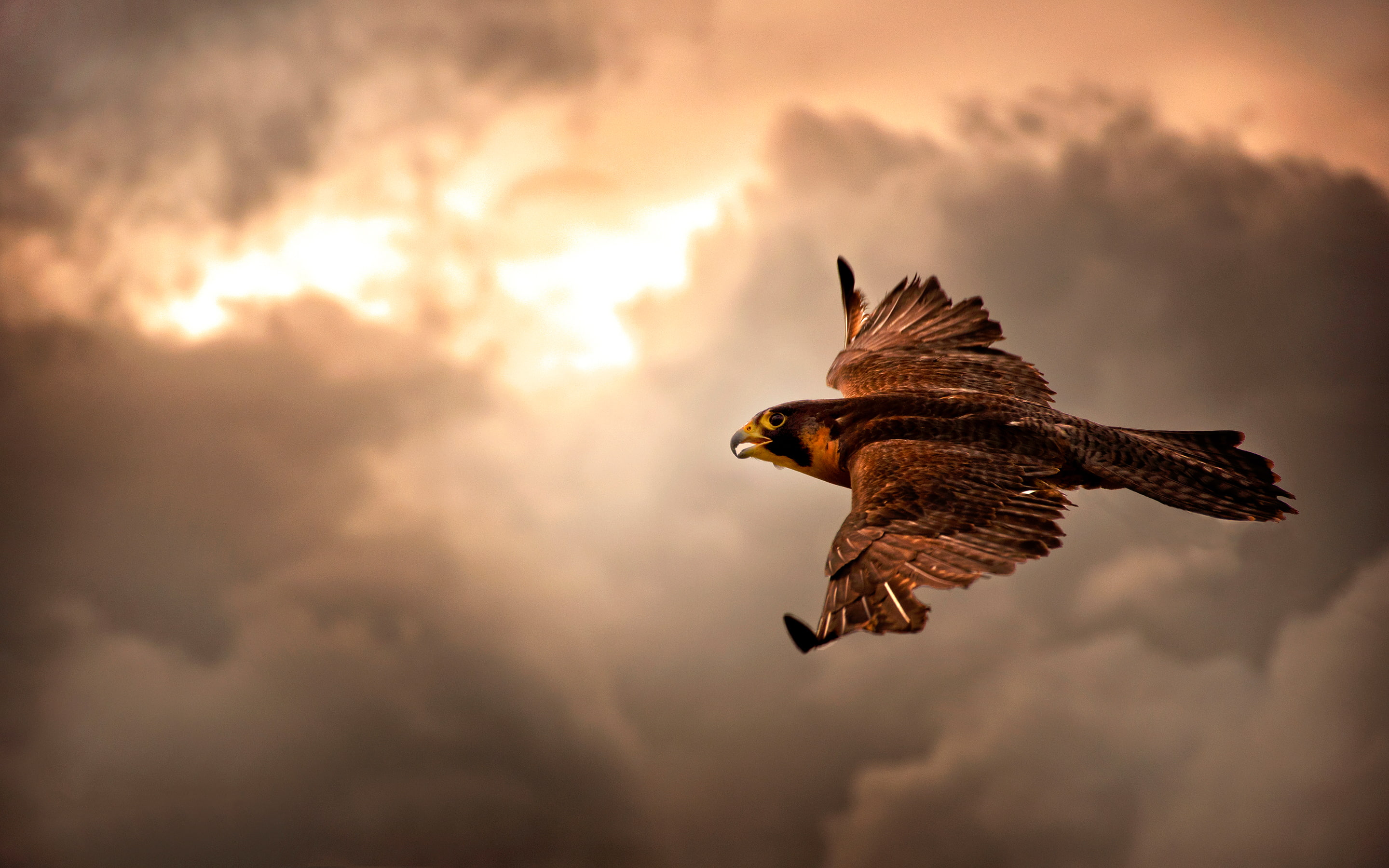 brown, nature, nikon, sky, 2K, clouds, photography, birds, flight, nikond90, falcons, animals, take, HD Wallpaper