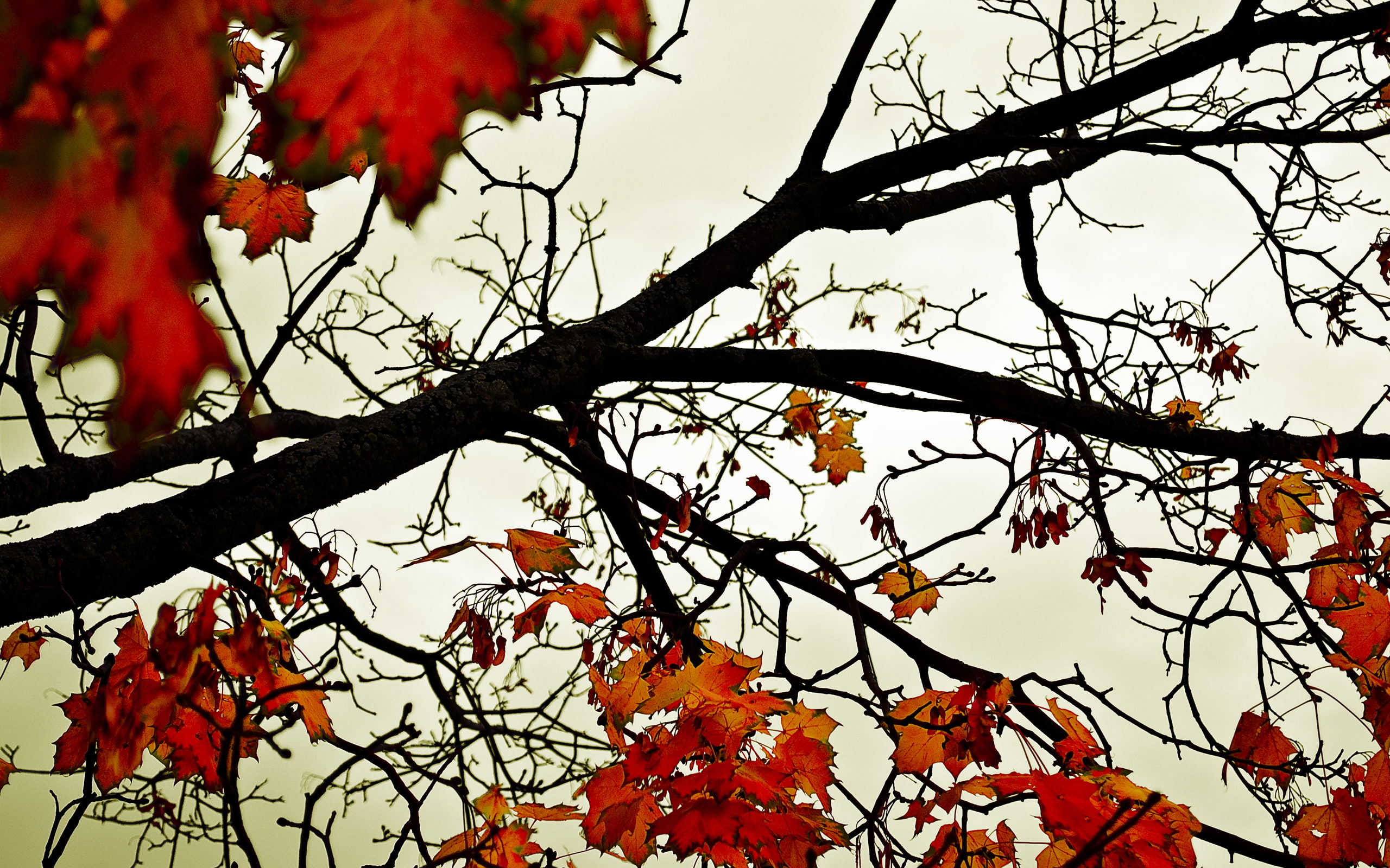 depthoffield, nature, nikon, nikond90, ontariocanada, colours, 2K, londonontariocanada, foliage, fall, brown, photography, canada, leaves, sky, trees, HD Wallpaper