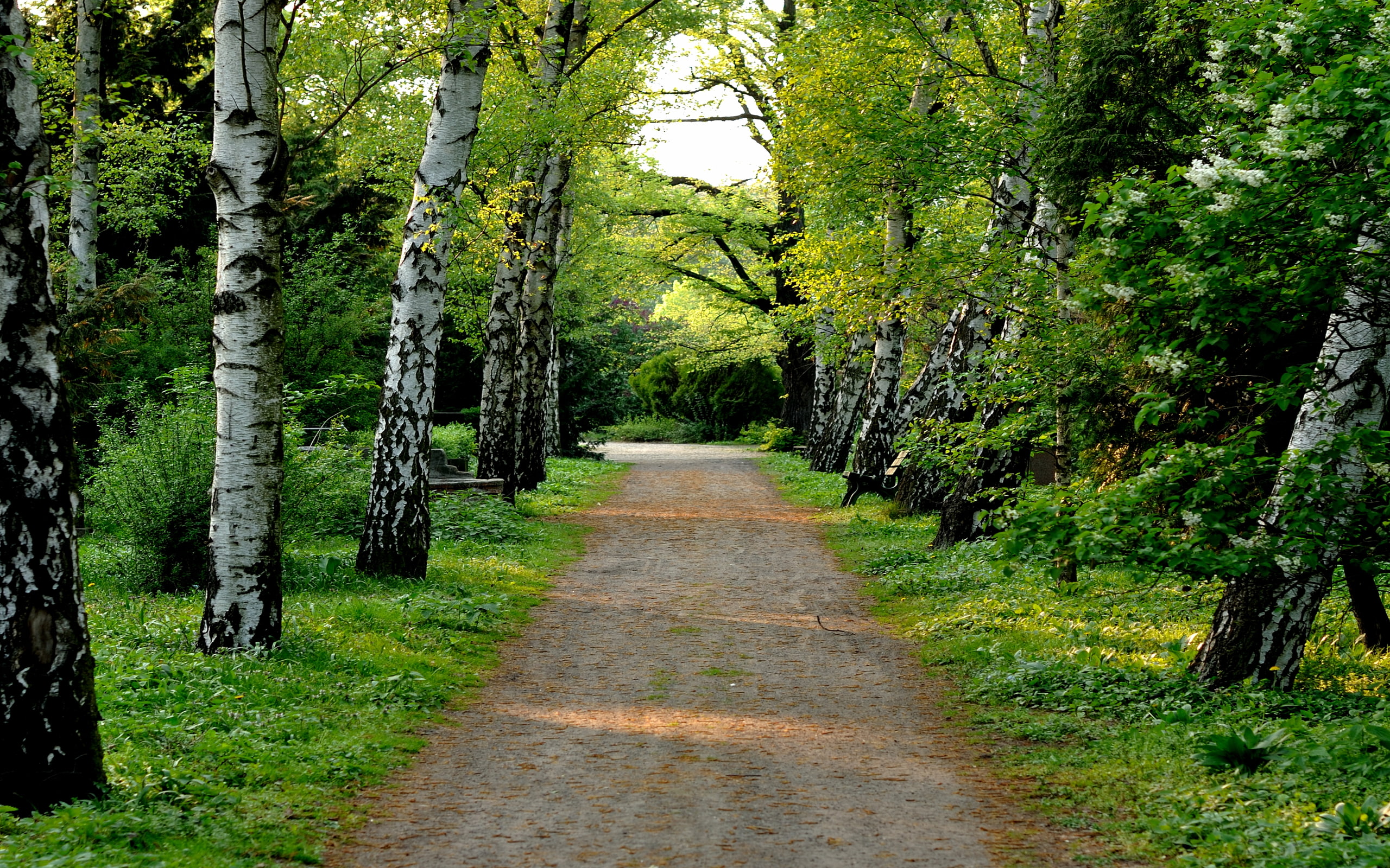2K, sorrowful, road, trail, trees, grass, no people, photography, nikon, nature, scenics - nature, woodland, tranquility, berlingermany, beauty in nature, HD Wallpaper