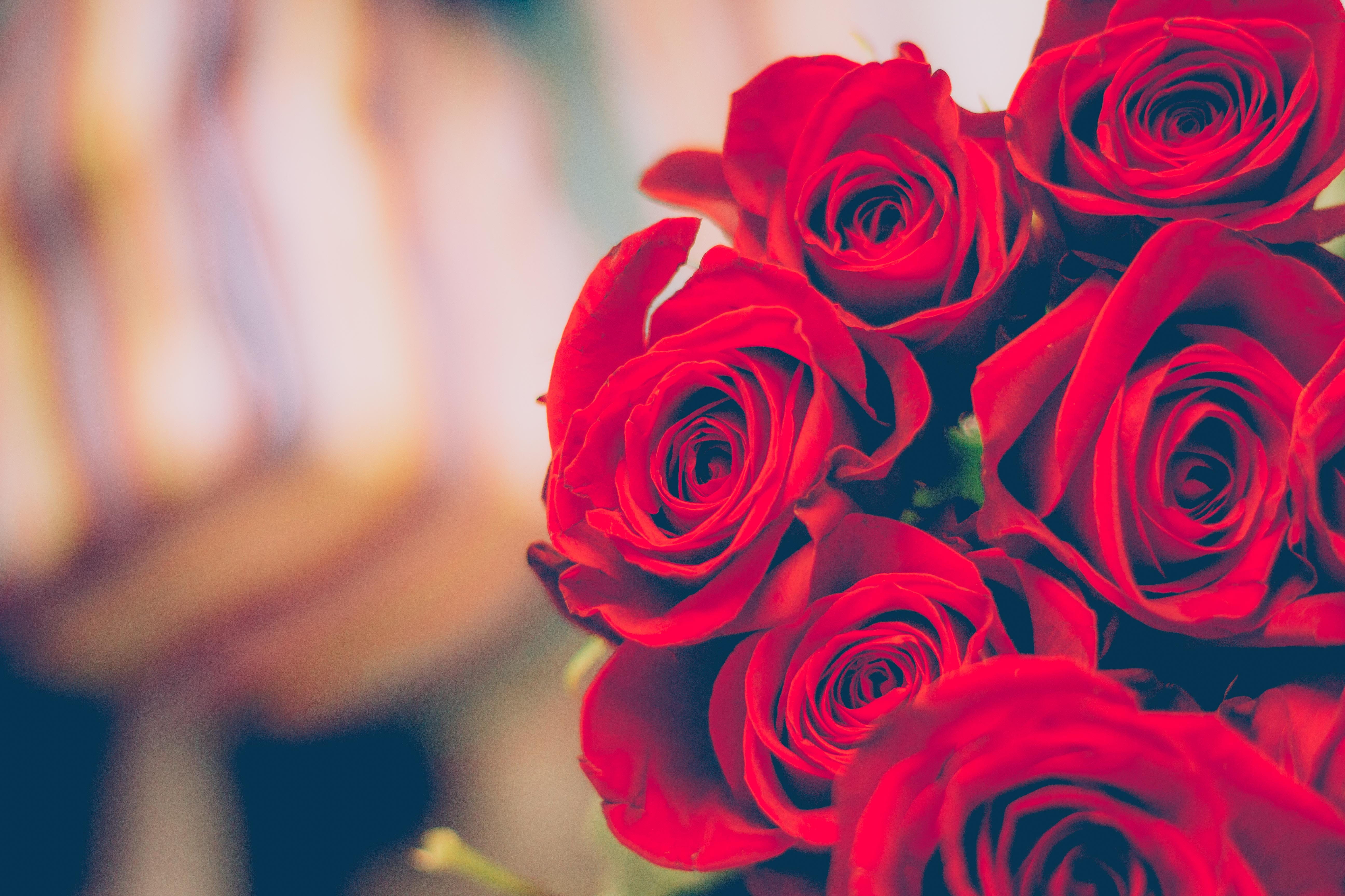 flowers, red, blur, rose, fragility, 5K, valentines day - holiday, freshness, beauty in nature, flower arrangement, blurred, petals, romance, plant, flower, HD Wallpaper