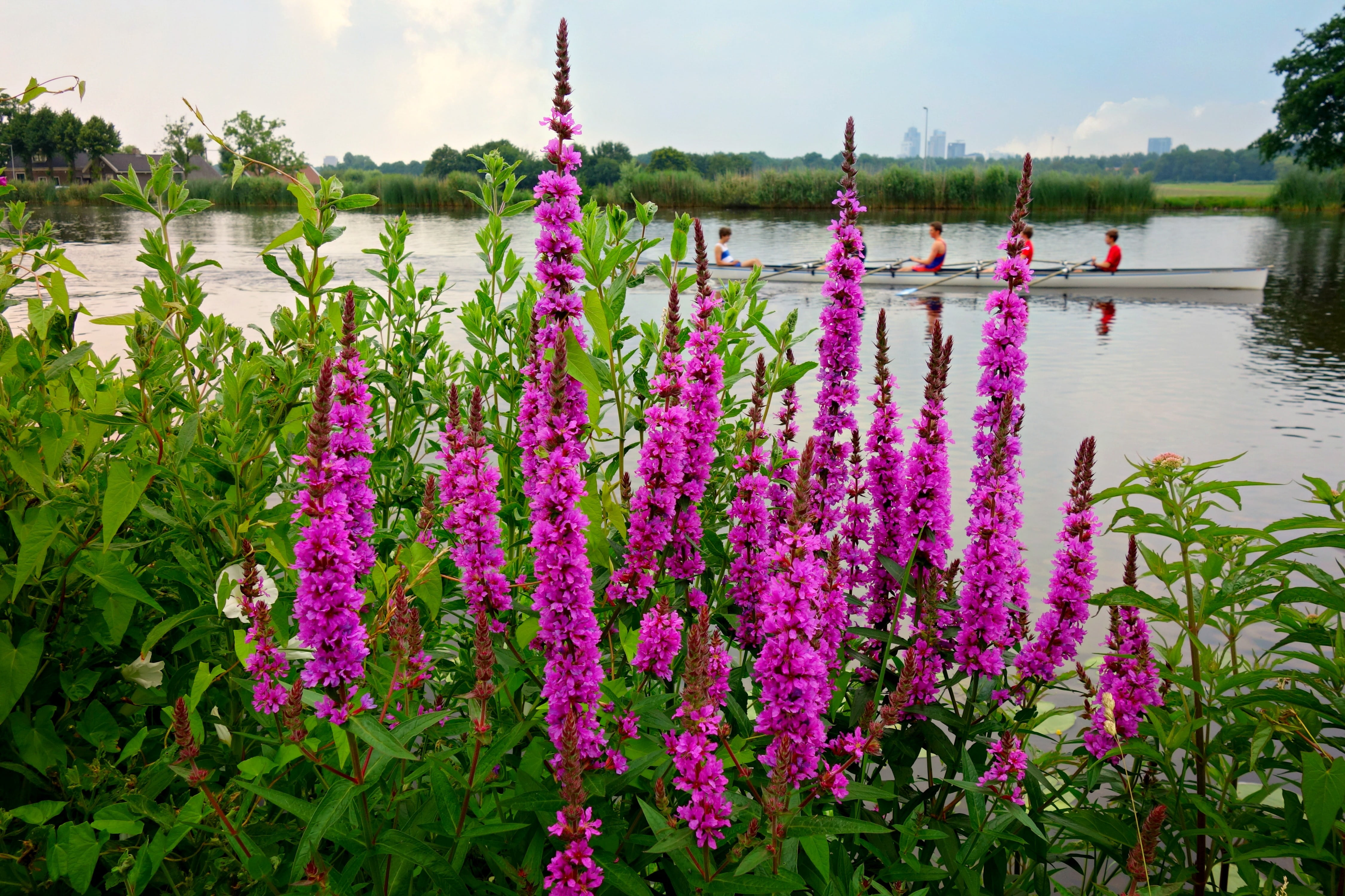 plant, flowering plant, no people, water, sky, reflection, beauty in nature, vulnerability, 4K, pink color, wildflower, nature, flower, springtime, scenics - nature, HD Wallpaper