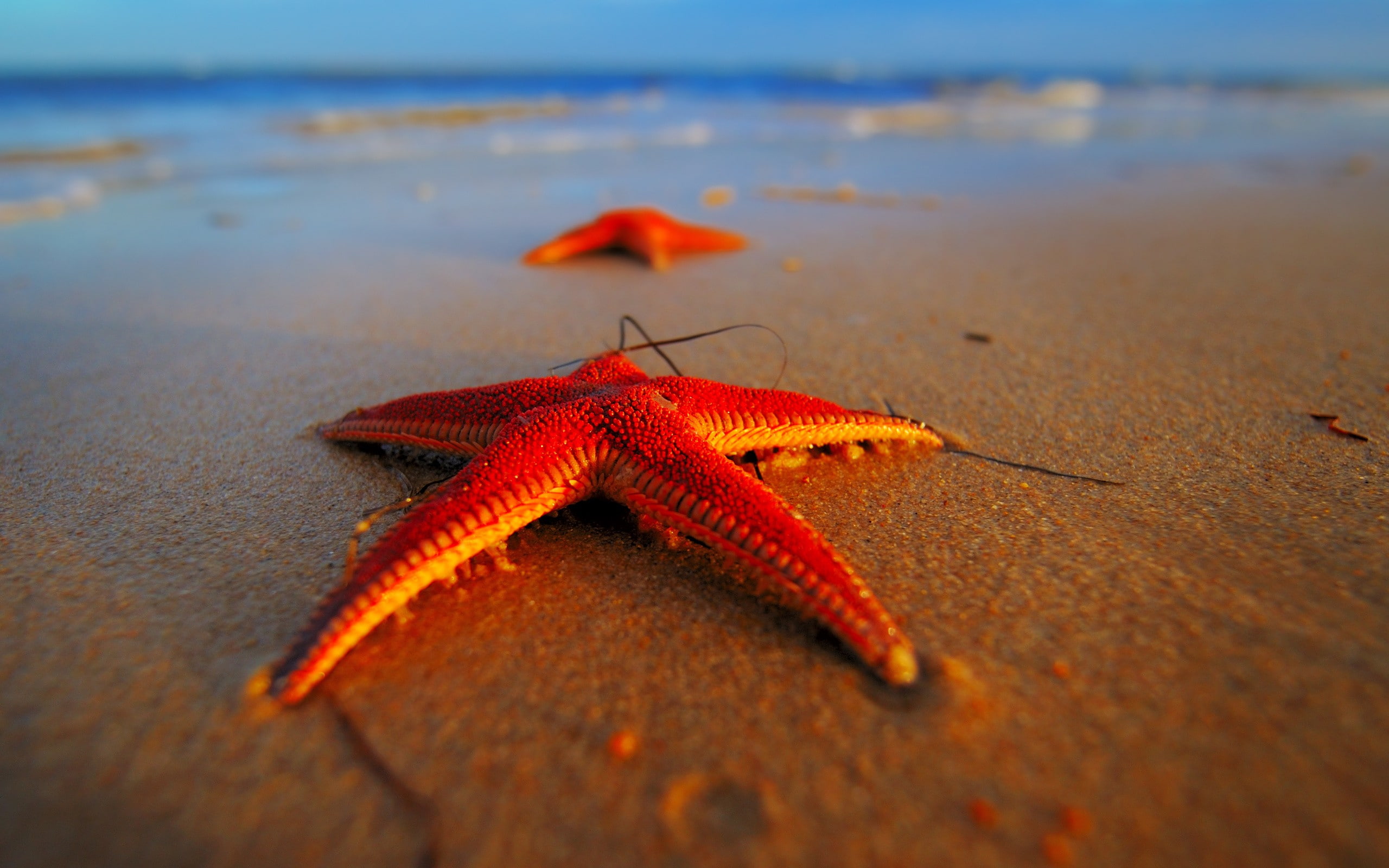 beach, hd, nature, 2K, summer, starfish, HD Wallpaper