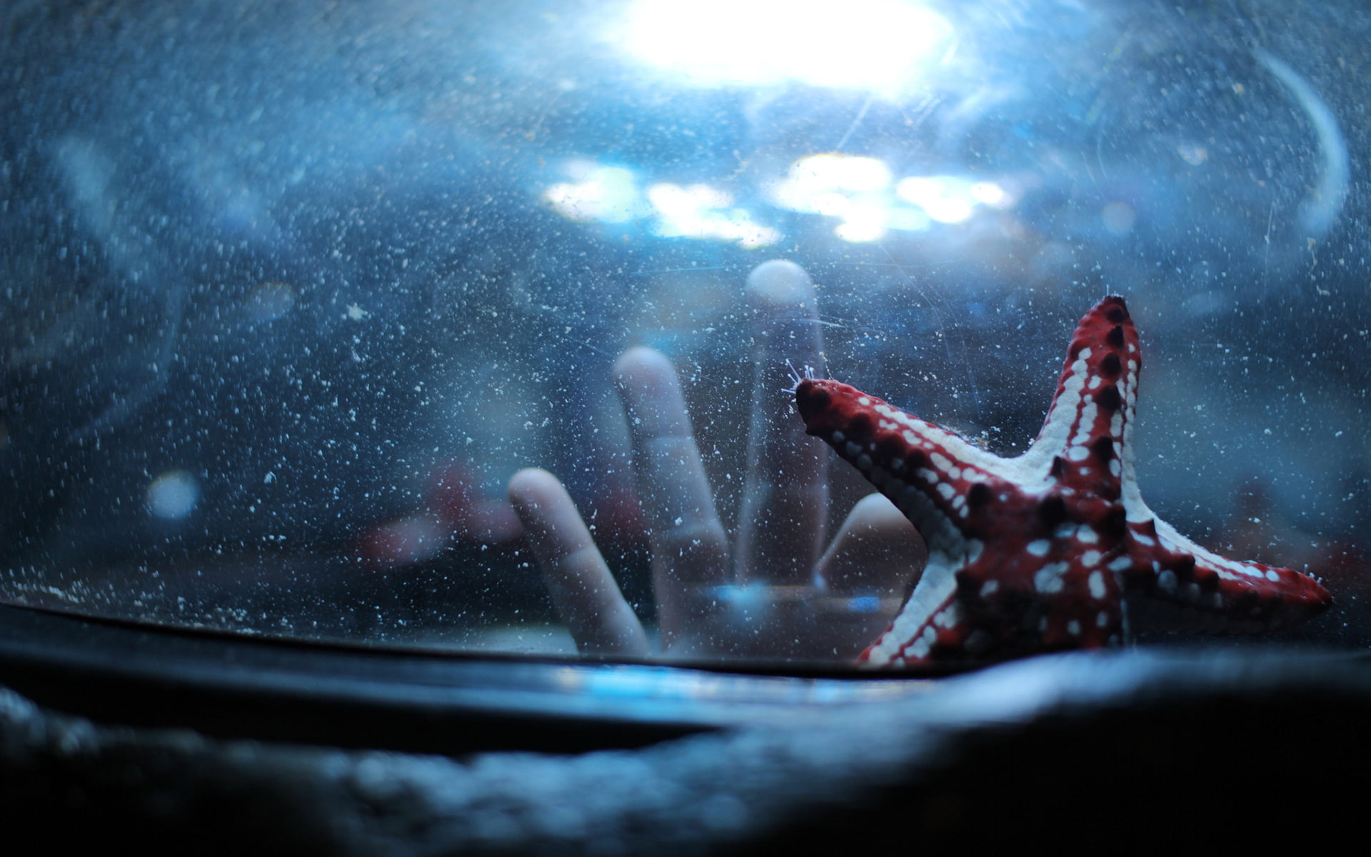 1080P, starfish, red, hd, white, animals, hand, HD Wallpaper