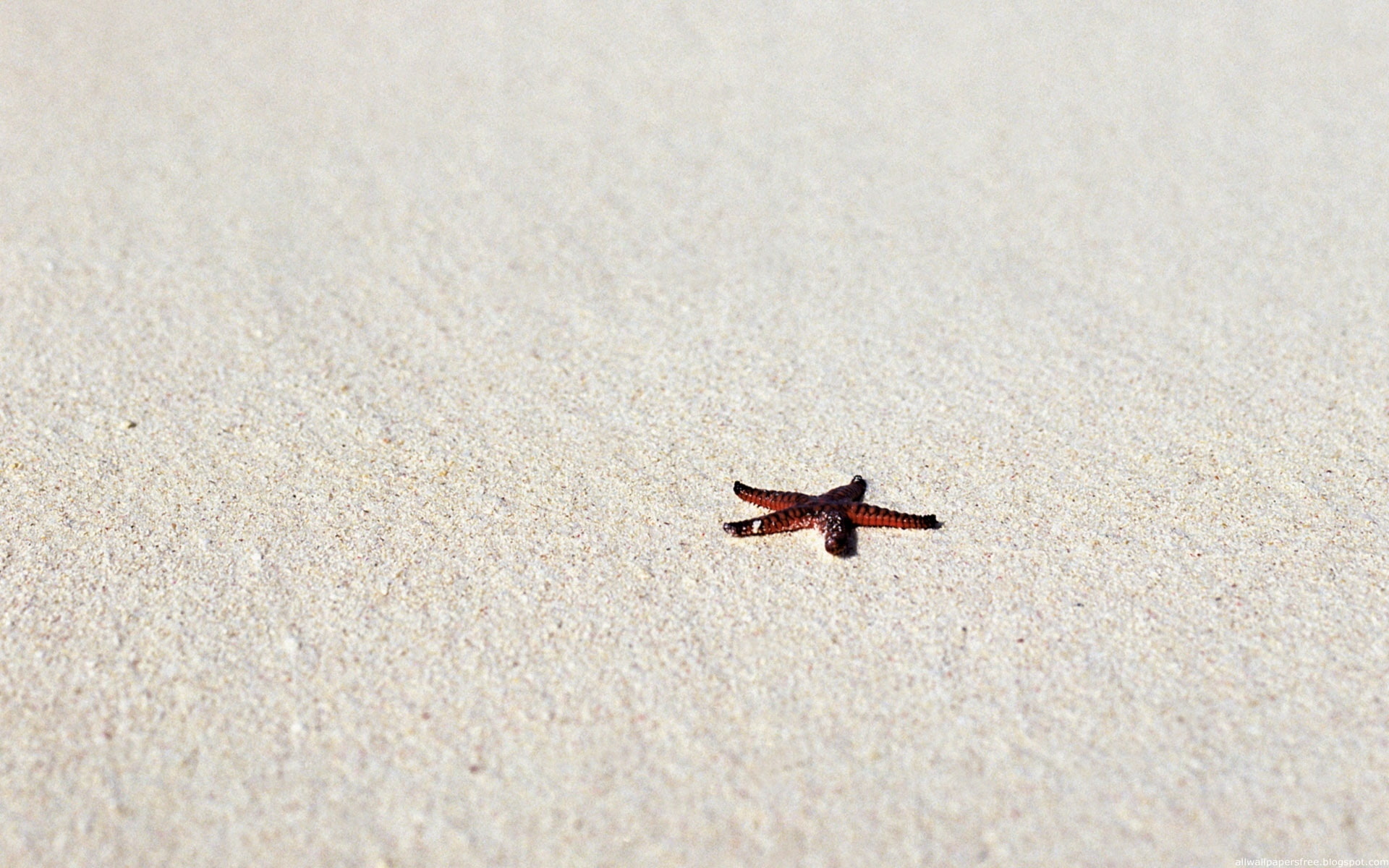 1080P, sand, hd, starfish, nature, white, HD Wallpaper