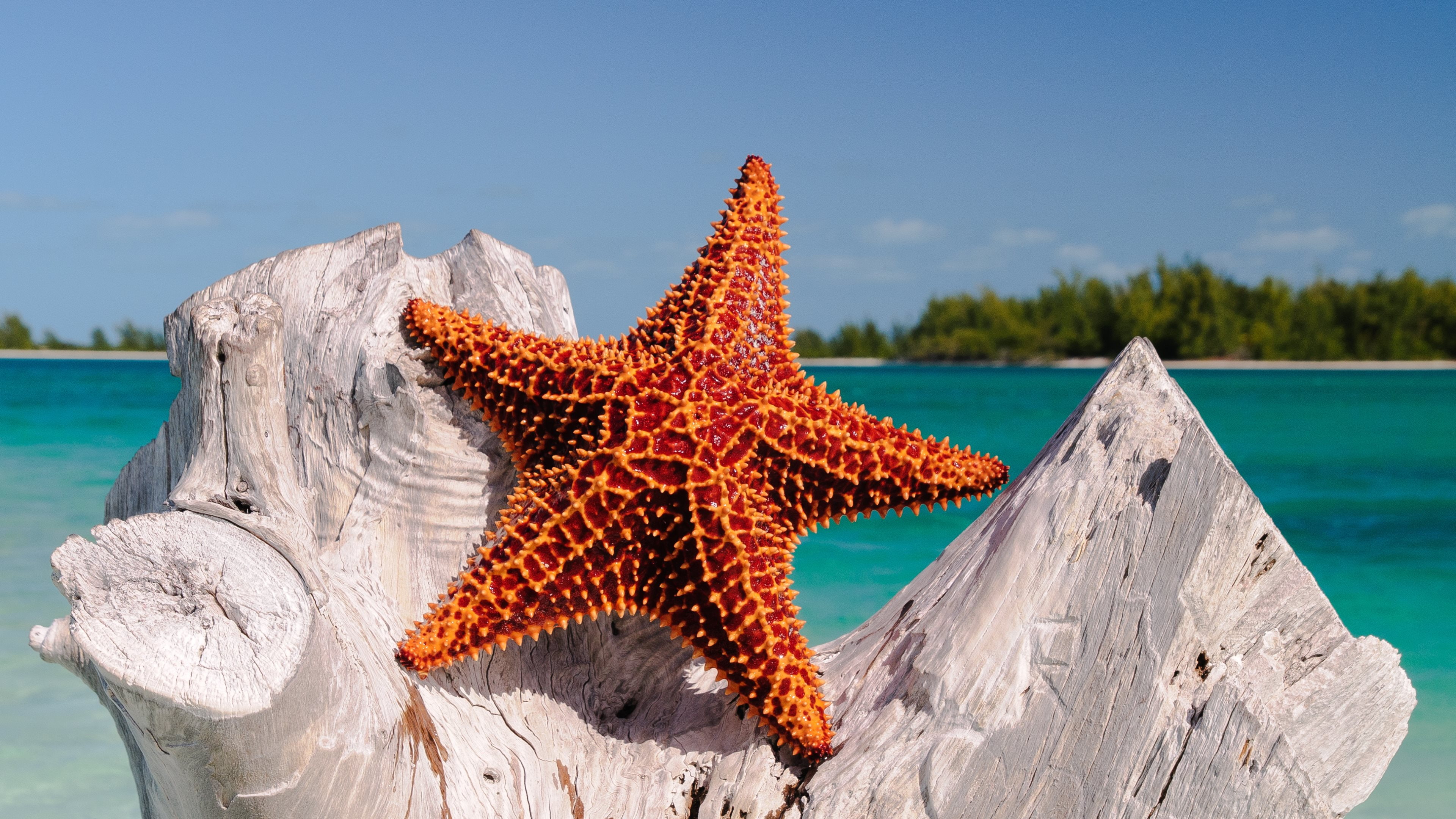 sea, 4K, water, px, x, tropical, Landscape, flowers, hd, nature, 3840x2160 px, HORIZON, starfish, art, wood, HD Wallpaper