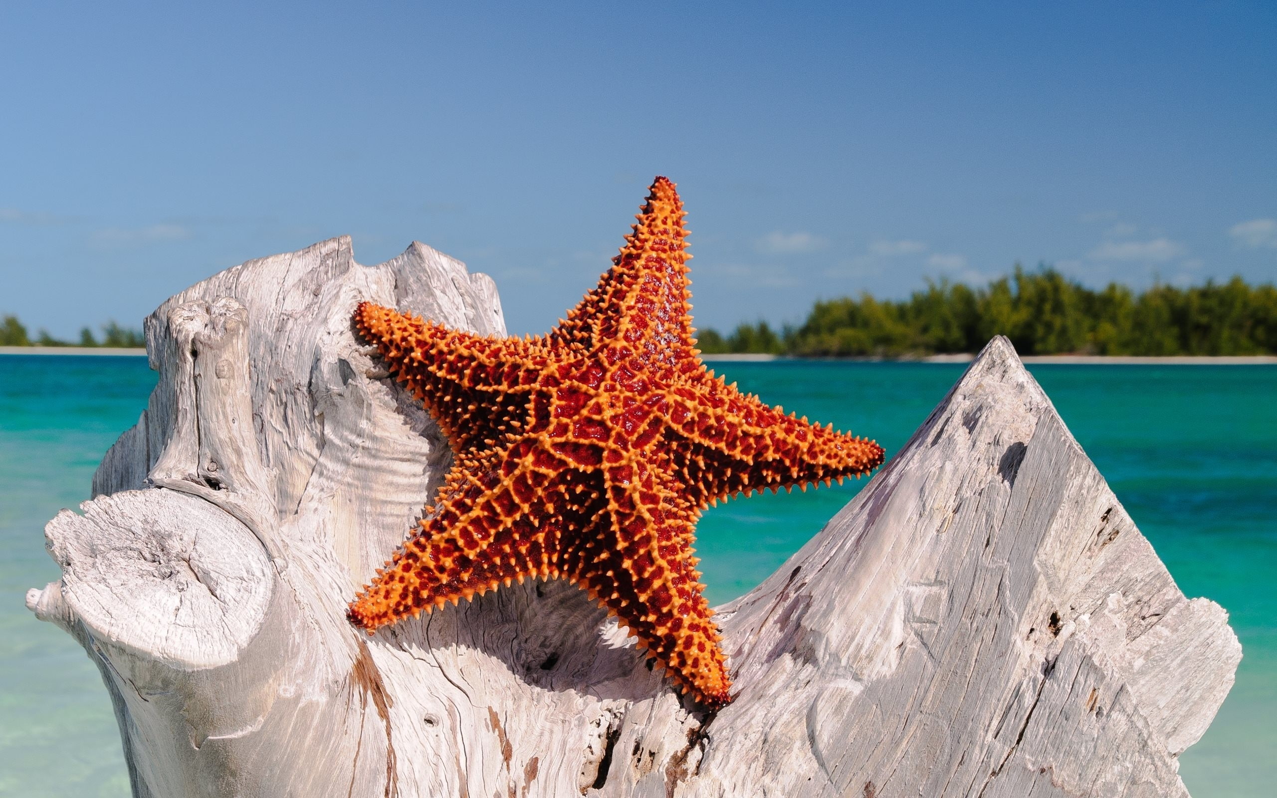 sky, high, day, animals in the wild, red, sea life, marine, starfish, animal, one animal, sunlight, beauty in nature, sea, focus on foreground, HD Wallpaper