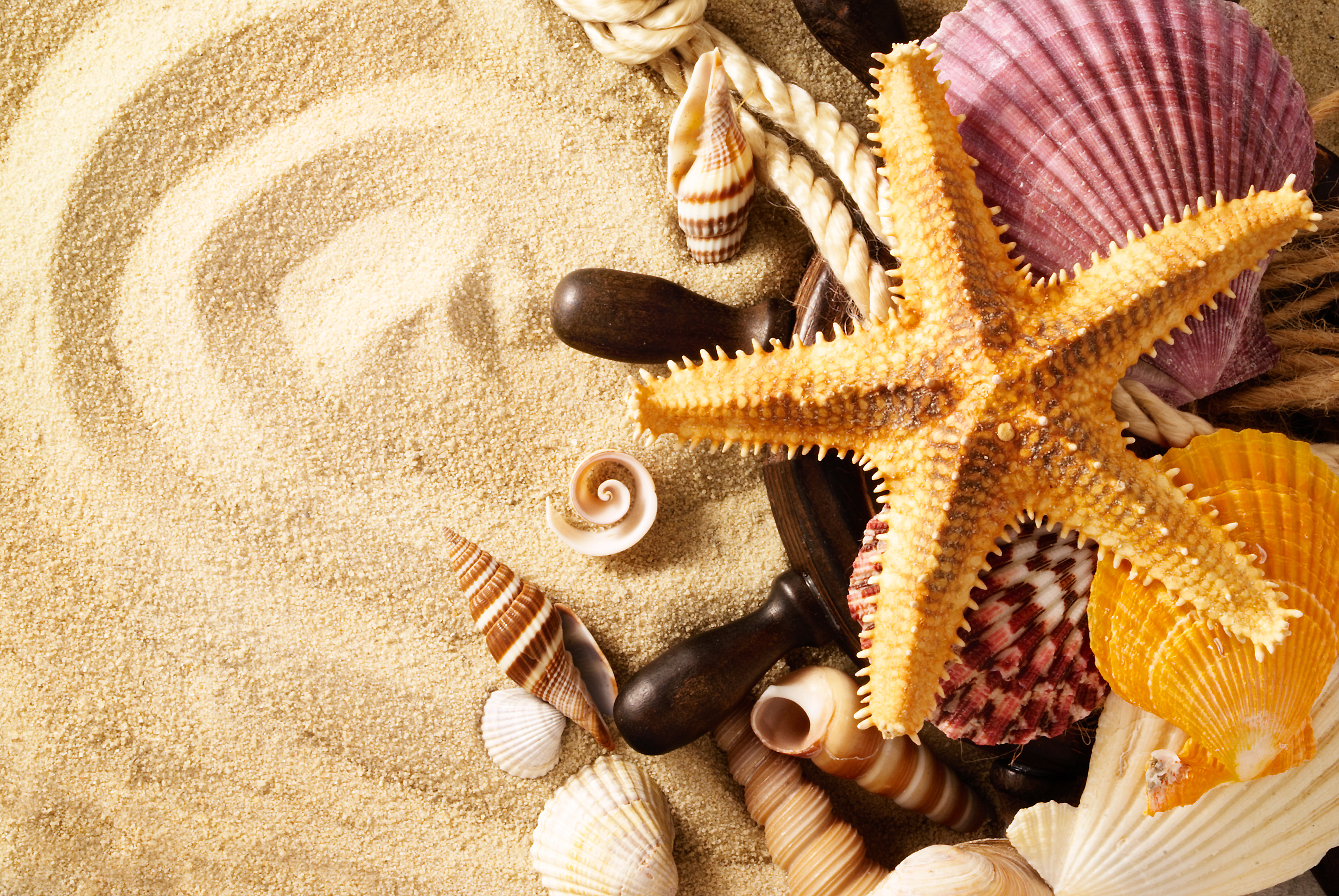 animal themes, 5K, water, no people, sea life, seashell, shell, shape, land, close-up, animal wildlife, animals in the wild, starfish, animal, sea, lot, HD Wallpaper