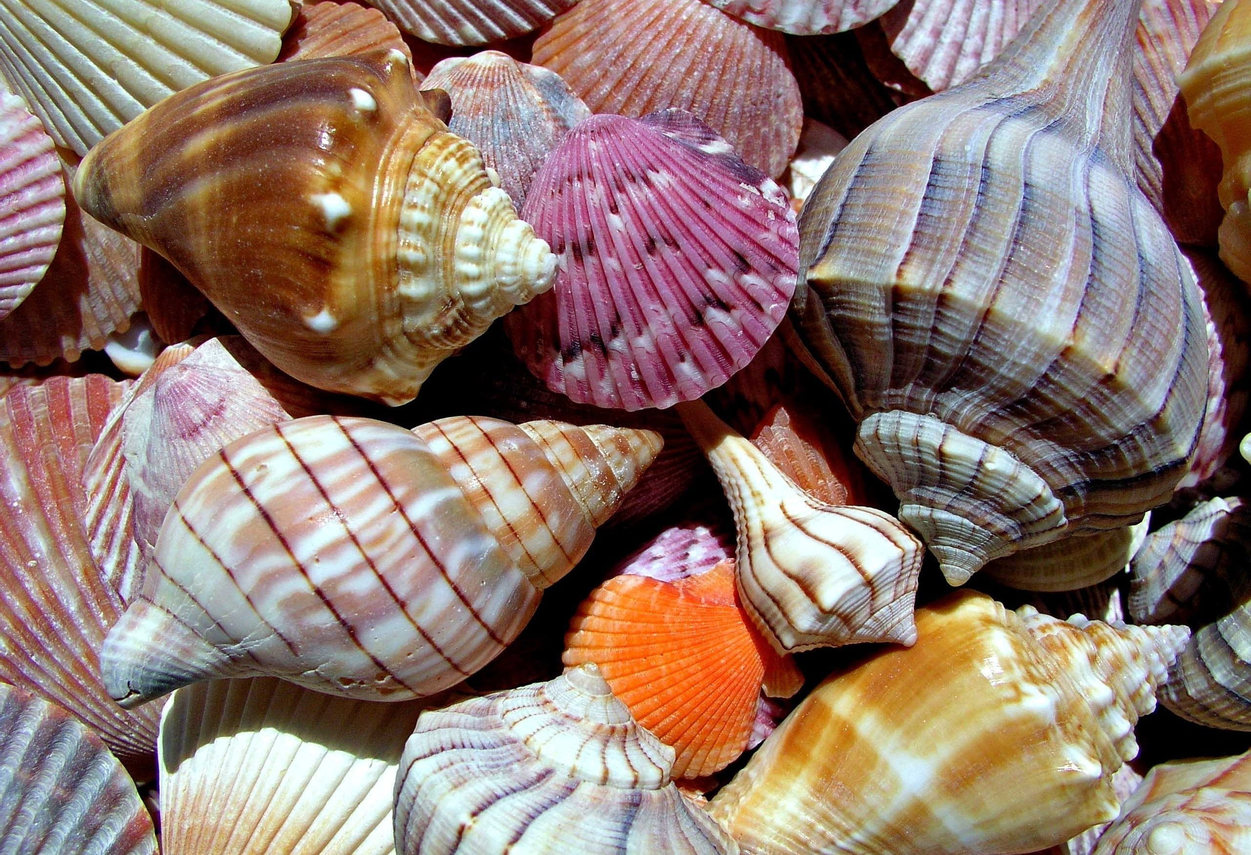 no People, large group of objects, animal, backgrounds, variation, full frame, still life, detail, nature, shell, vacations, collection, summer, food, tropical Climate, HD Wallpaper