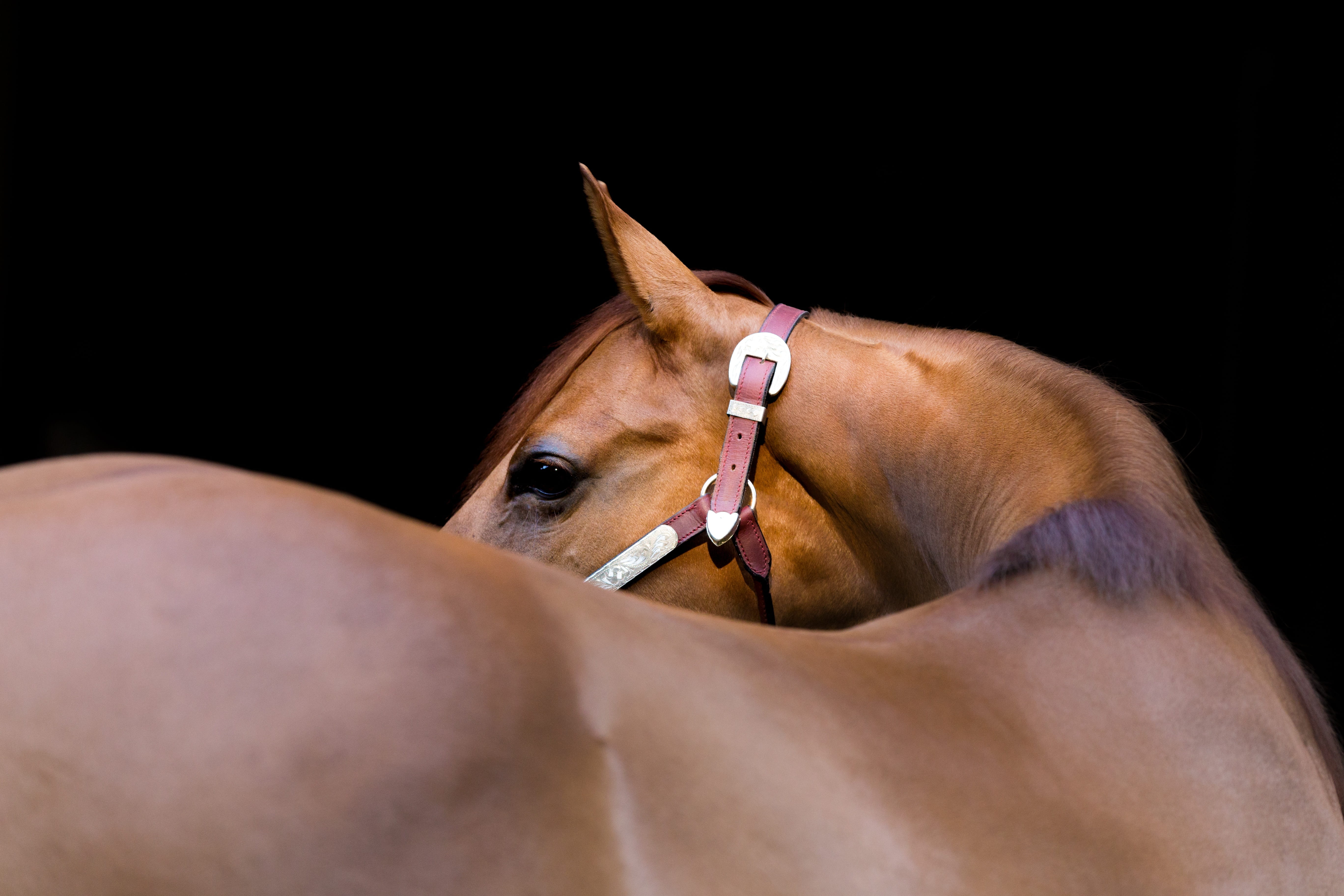 one animal, 5K, side view, domestic animals, vertebrate, small, quarter, mammal, indoors, brown, horse with black background, animal body part, animal themes, HD Wallpaper