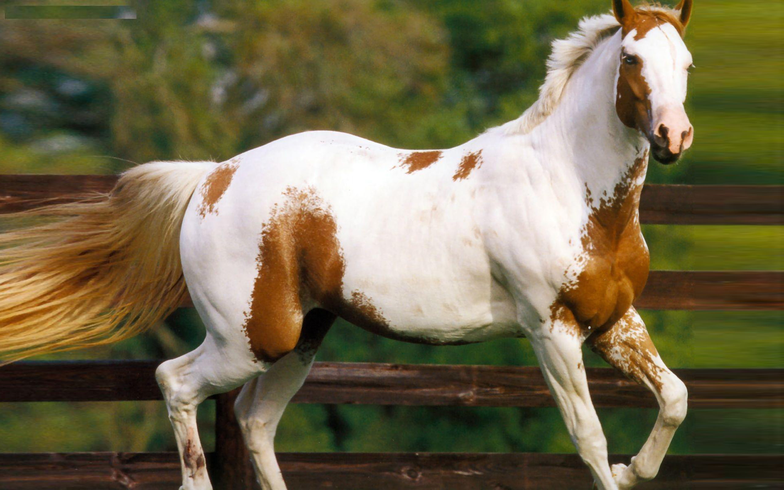 american, striped, quarter, wallpaperss, horse, brown, 2K, white, hd, widescreen, HD Wallpaper