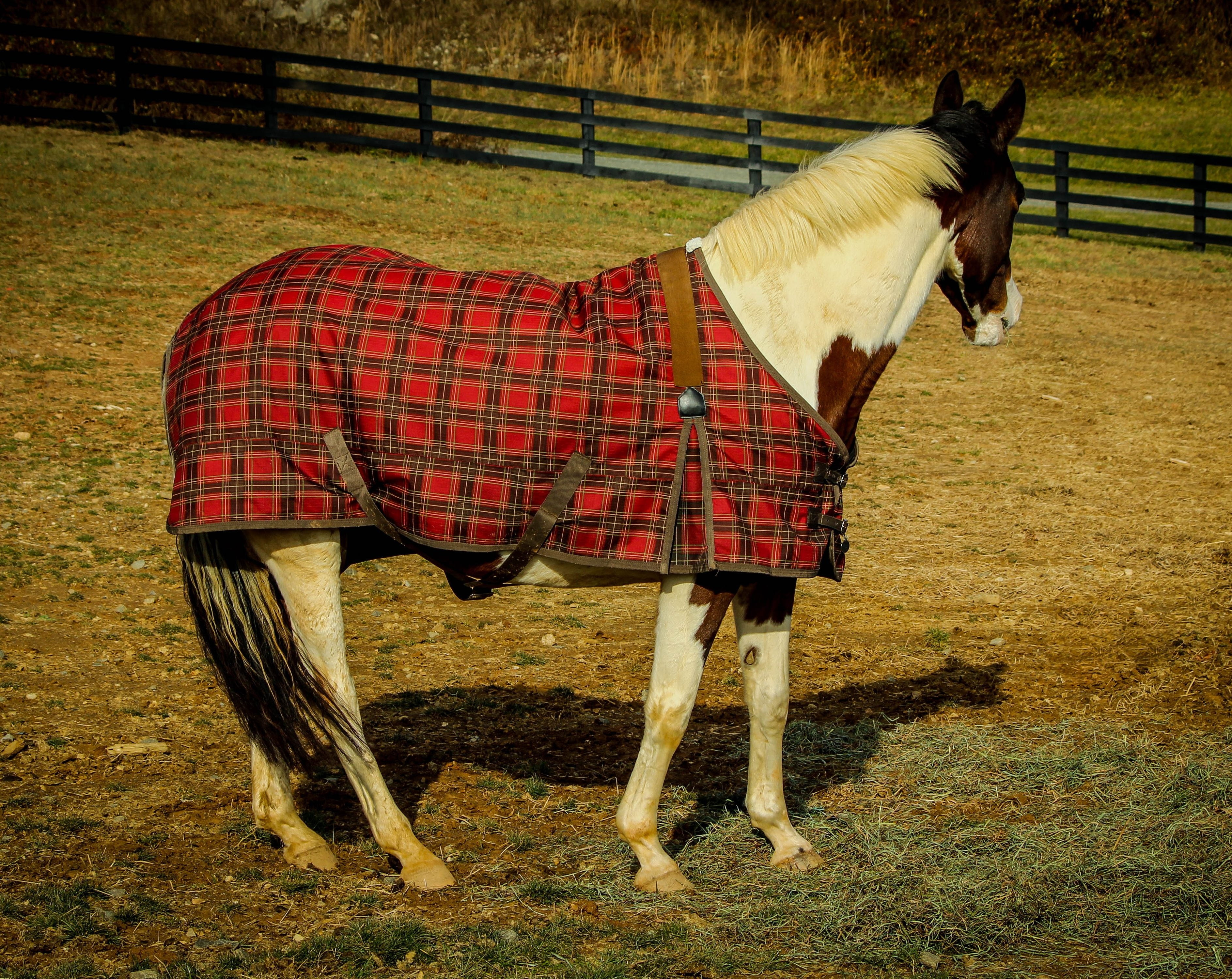 quarter horse, animal wildlife, plant, vertebrate, plaid blanket, white, livestock, animal, group of animals, farm, animal themes, no people, horse, pinto, HD Wallpaper