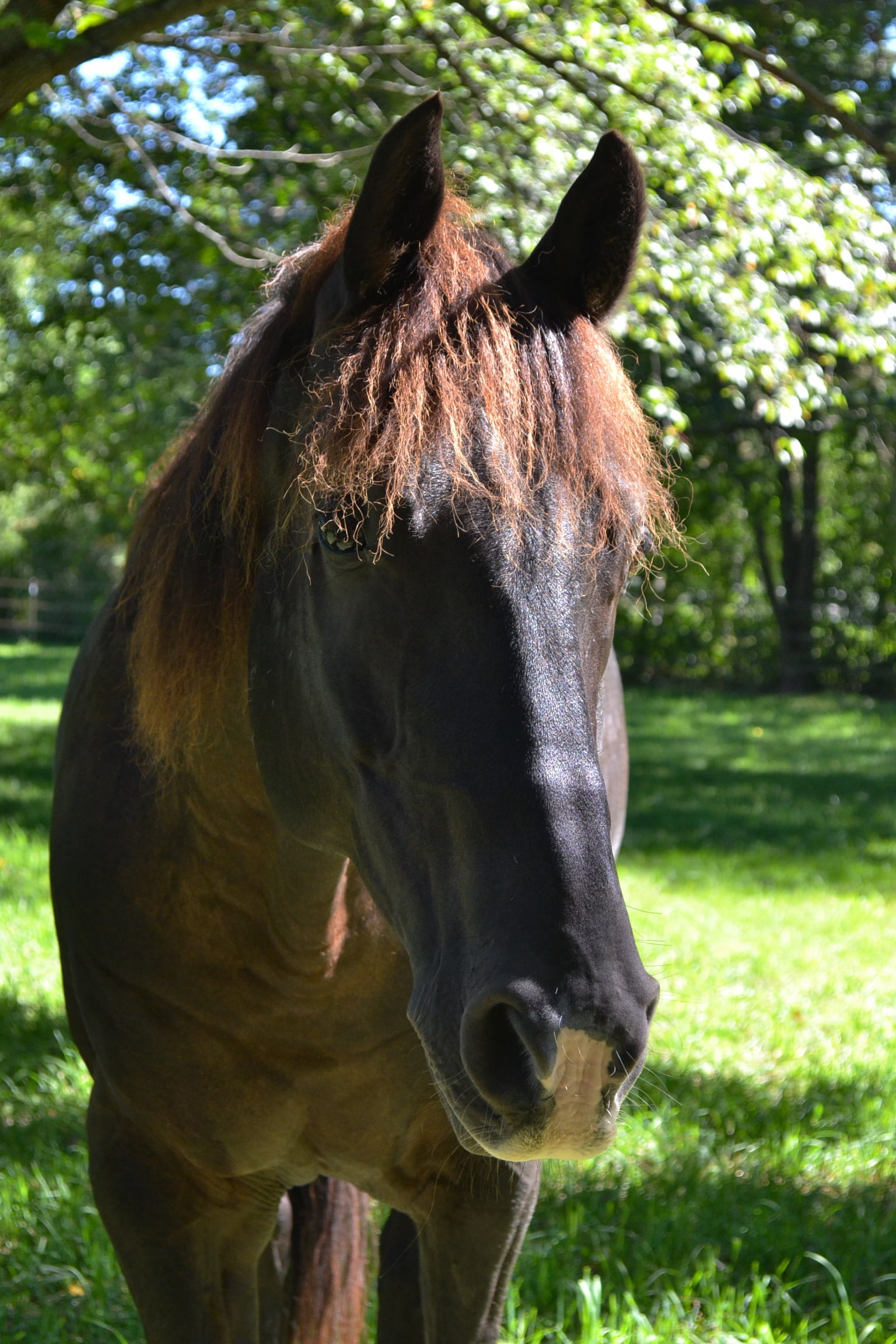 horses, snip, vertebrate, equine, land, pasture, black horse, mane, day, plant, horse, domestic, animal, outdoors, animal wildlife, tree, nature, animal themes, Phone HD Wallpaper