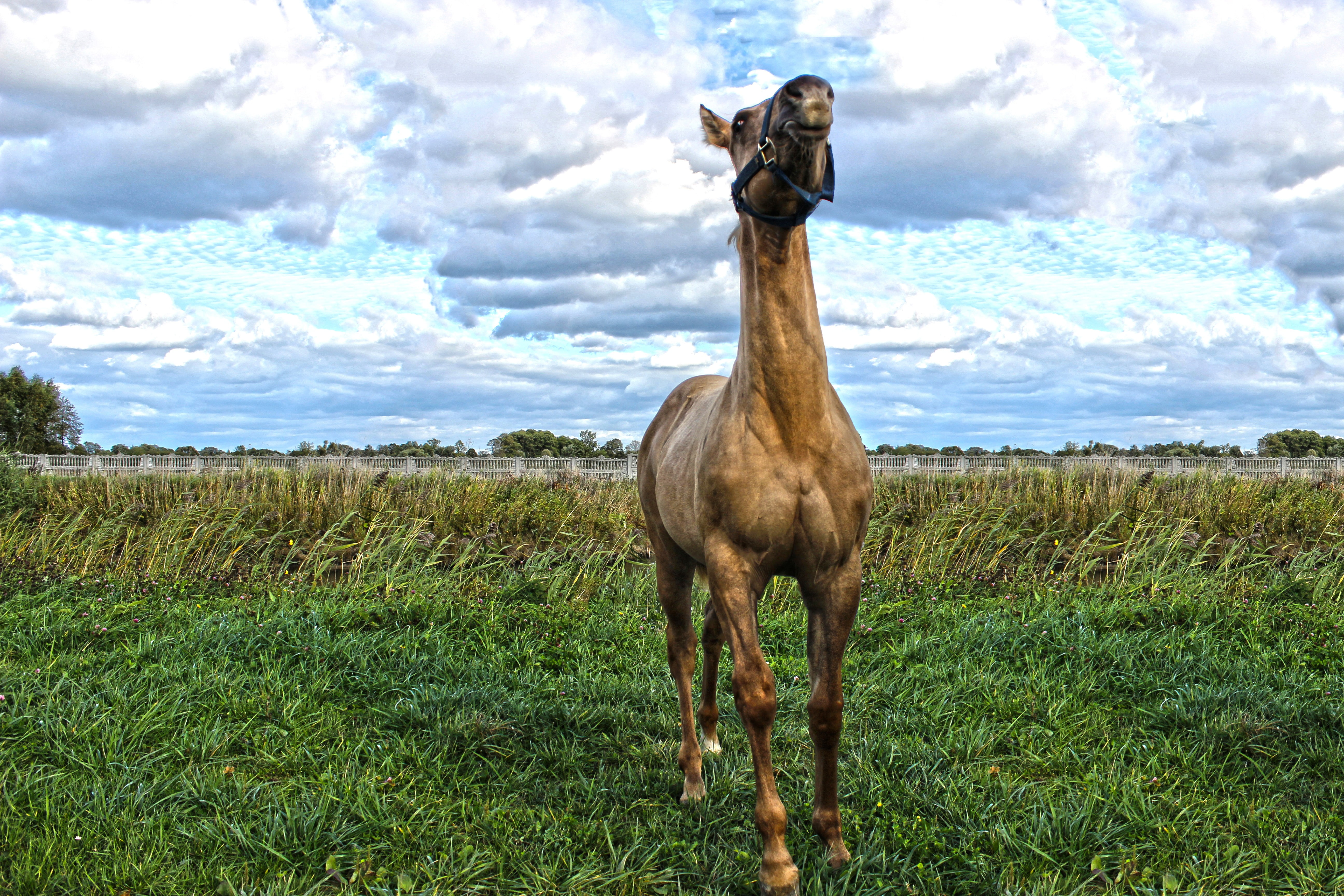green color, farm, rural, arabian, animal themes, graze, mare, stallion, pasture, mane, day, purebred, field, western, herbivorous, land, colt, outdoors, HD Wallpaper