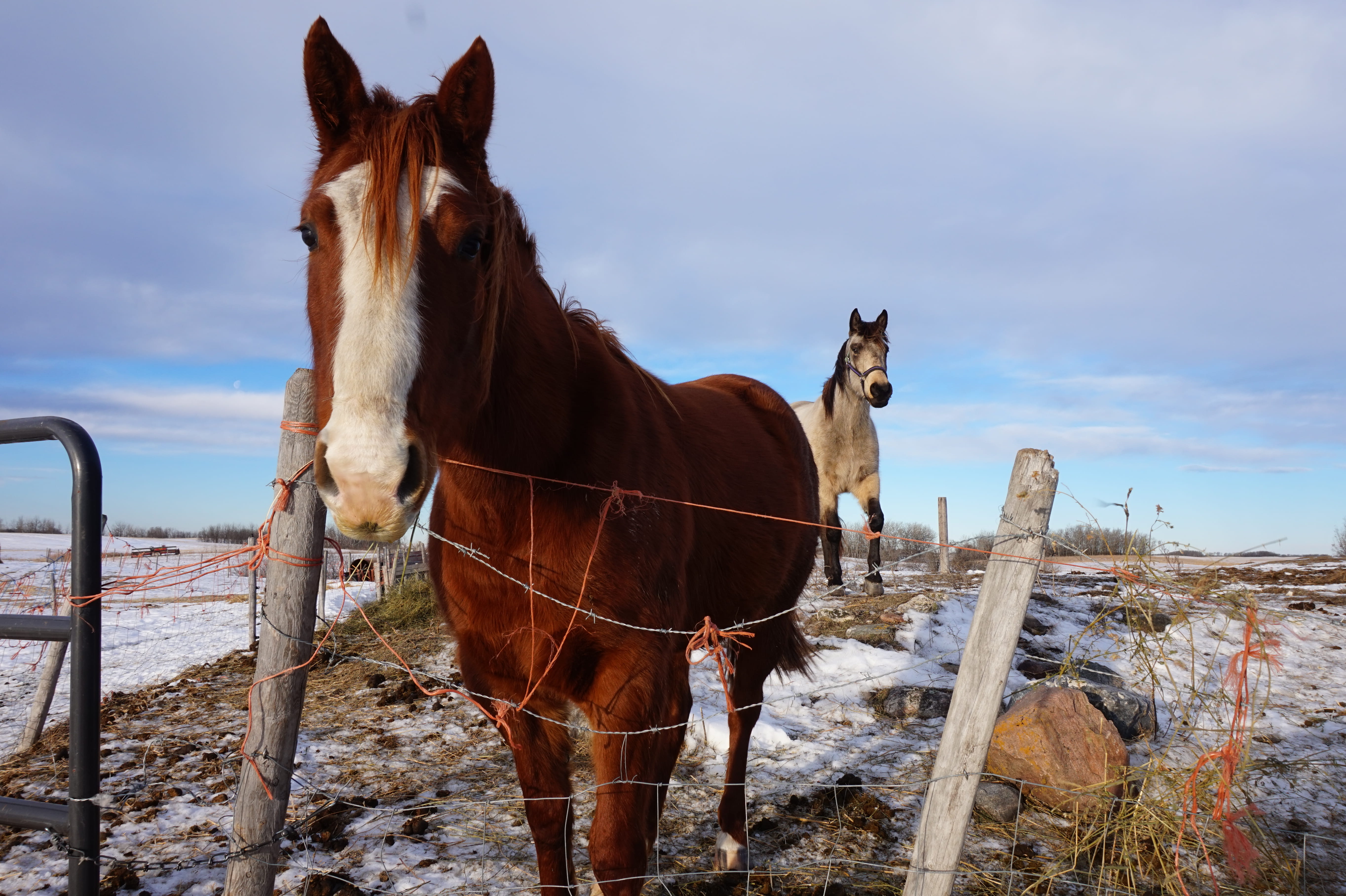 canada, land, quarterhorse, horse, funny, no people, domestic animals, snow, animal, buckskin, animals, pets, field, herbivorous, outside, sky, barbed wire, HD Wallpaper