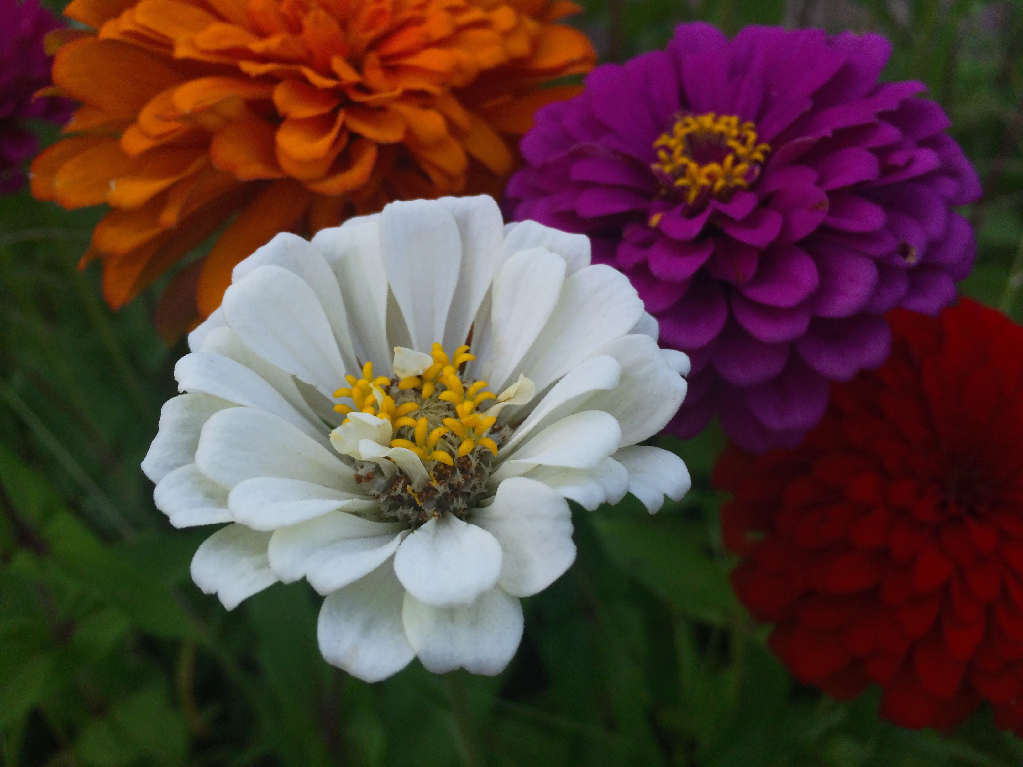 Flowers, white color, White, flower bed, day, stamen, freshness, zinnia, yellow, 2K, petal, green, flower head, pollen, inflorescence, heisei-cho, red purple, HD Wallpaper