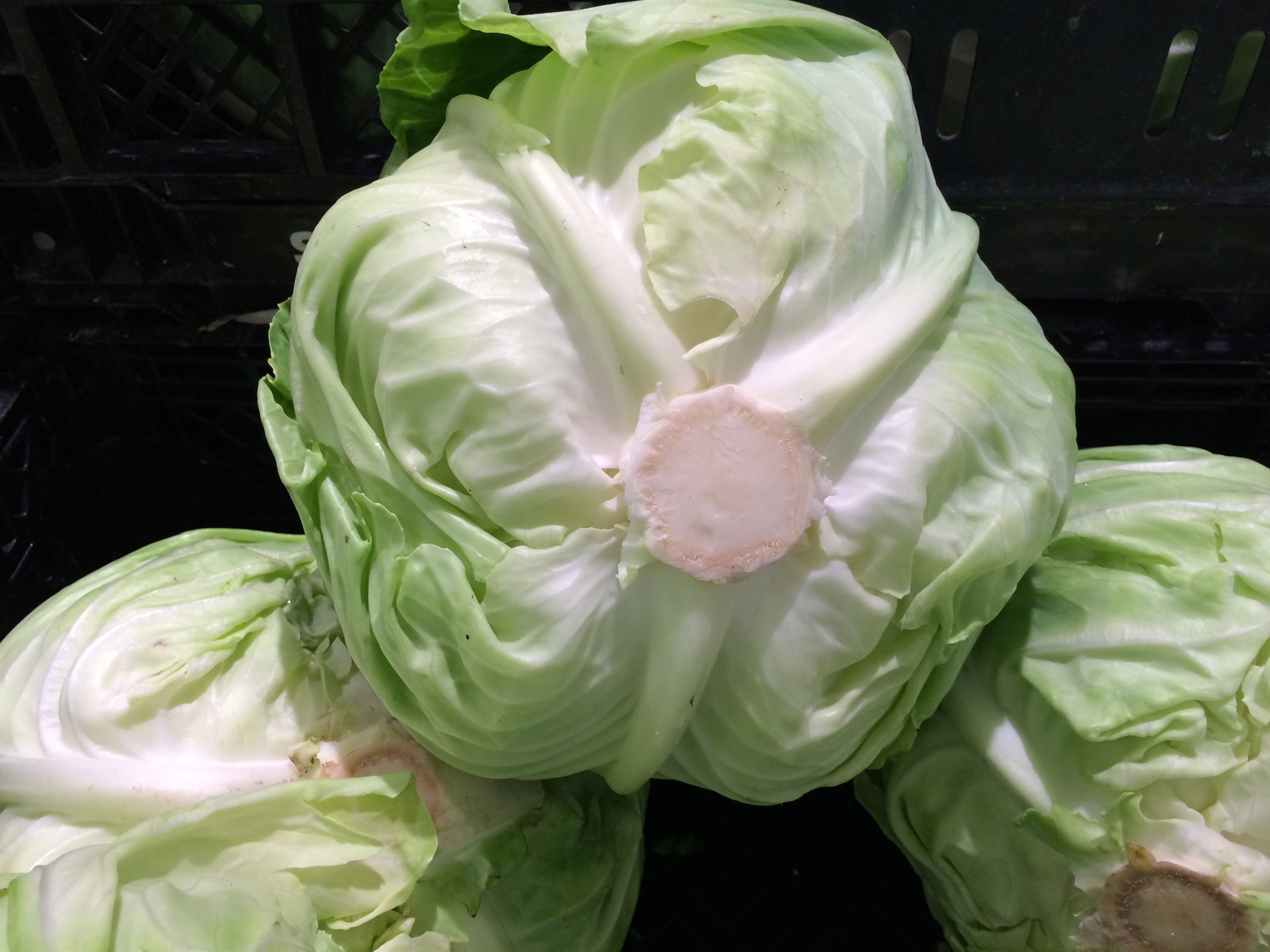 department, nature, flowering plant, heisei-cho, freshness, leaf, japan, cabbage, supermarket, plant, fragility, flower, plant part, petal, vulnerability, HD Wallpaper