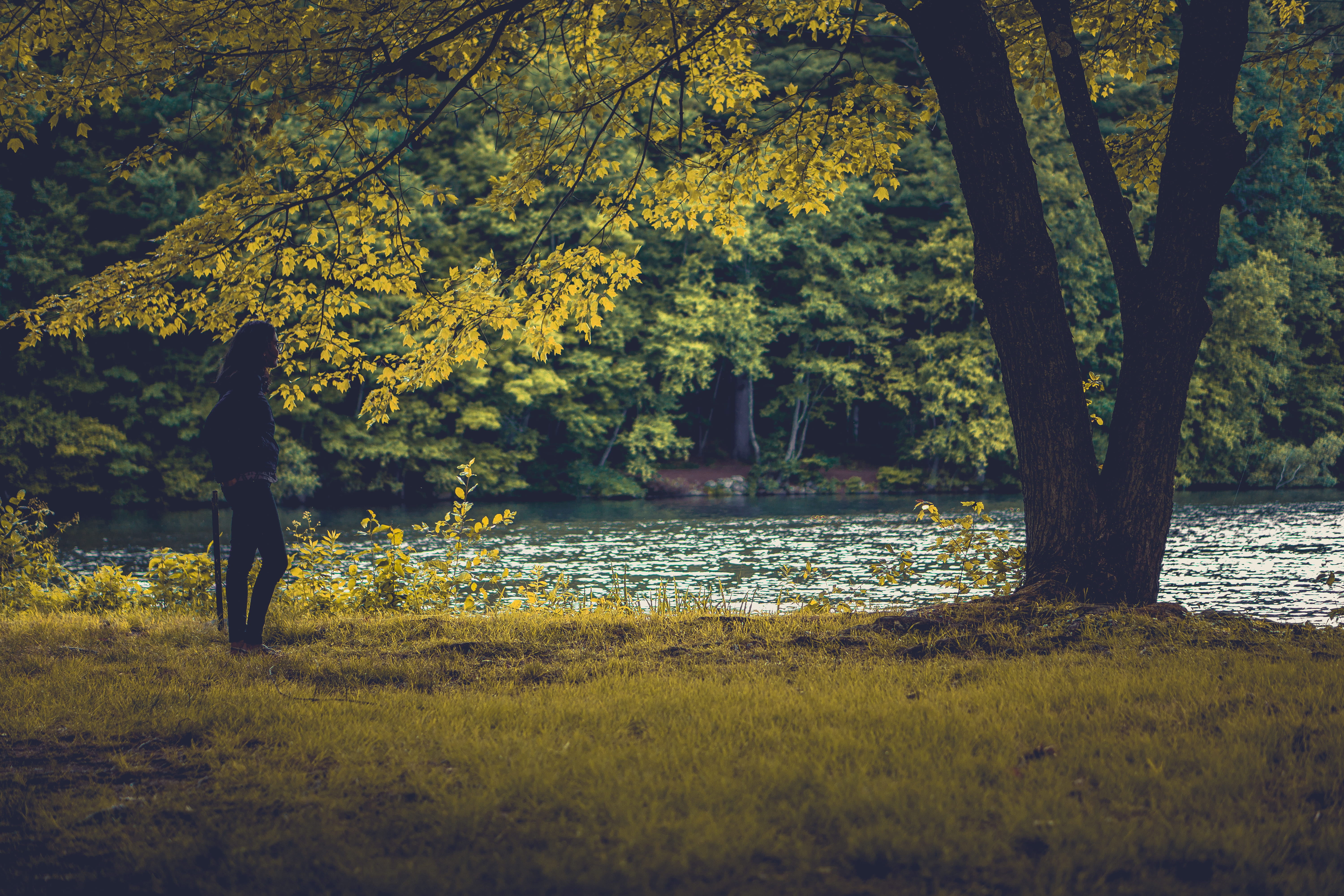 flora, outdoors, woodland, beauty in nature, united states, change, near, nature, leisure activity, adventure, tranquility, trunk, growth, water, lake, HD Wallpaper