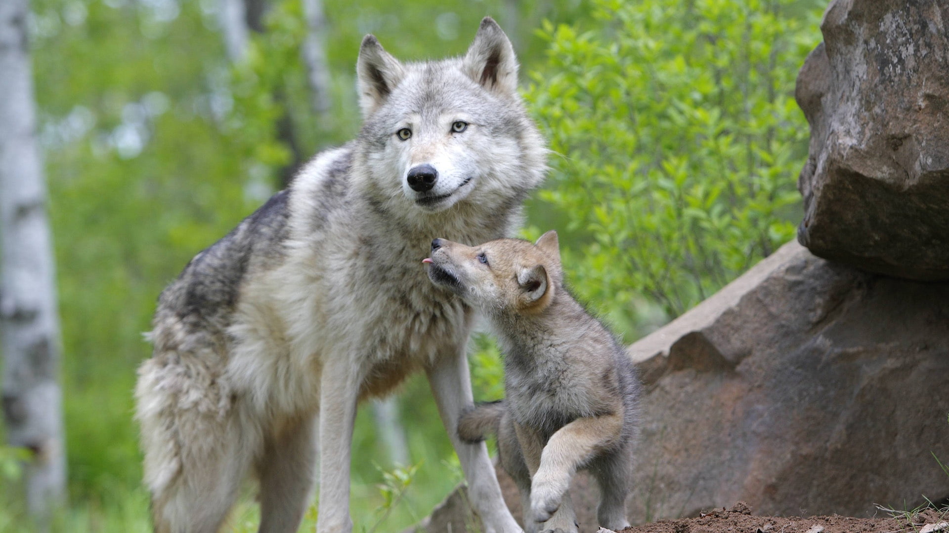 animals in captivity, puppy, pets, wolf, two Animals, carnivore, wolfhund, looking, wildlife, white, natural Land State, one Animal, domestic Animals, black, HD Wallpaper