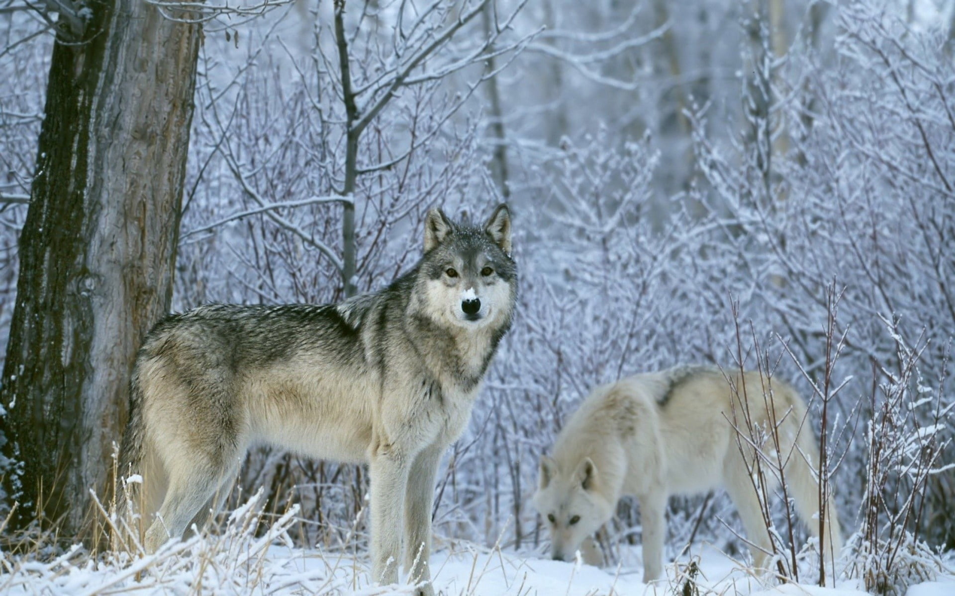 dog, group of animals, wolfdogs, animal Themes, one Animal, winter, trees, animals hunting, wolfhund, wolf, czechoslovakian Wolfdog, white, gray, wolves, HD Wallpaper