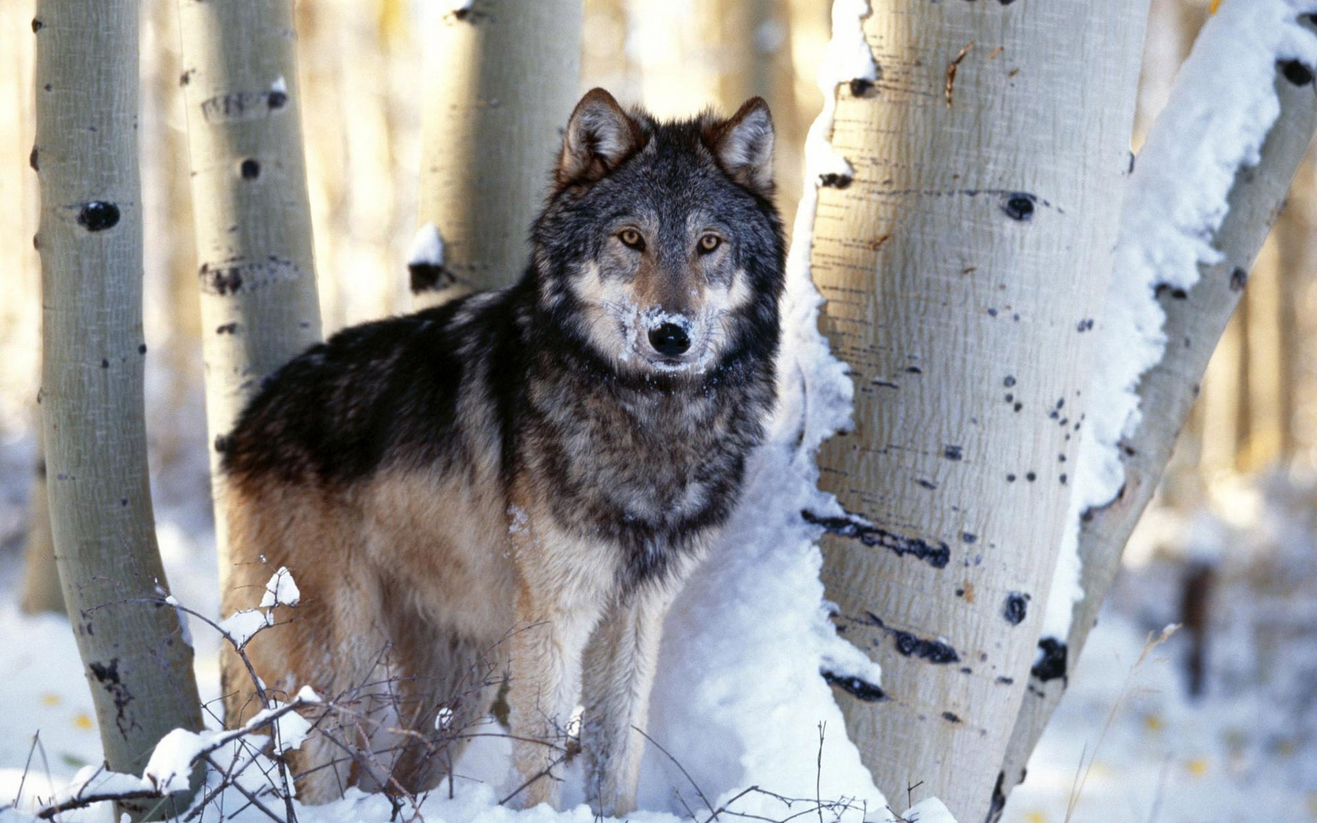 pawed Mammal, cold temperature, vertebrate, animal, natural Beauty, forest, trees, day, gray, animals In The Wild, tree, snow, animal Themes, wolf, no people, HD Wallpaper