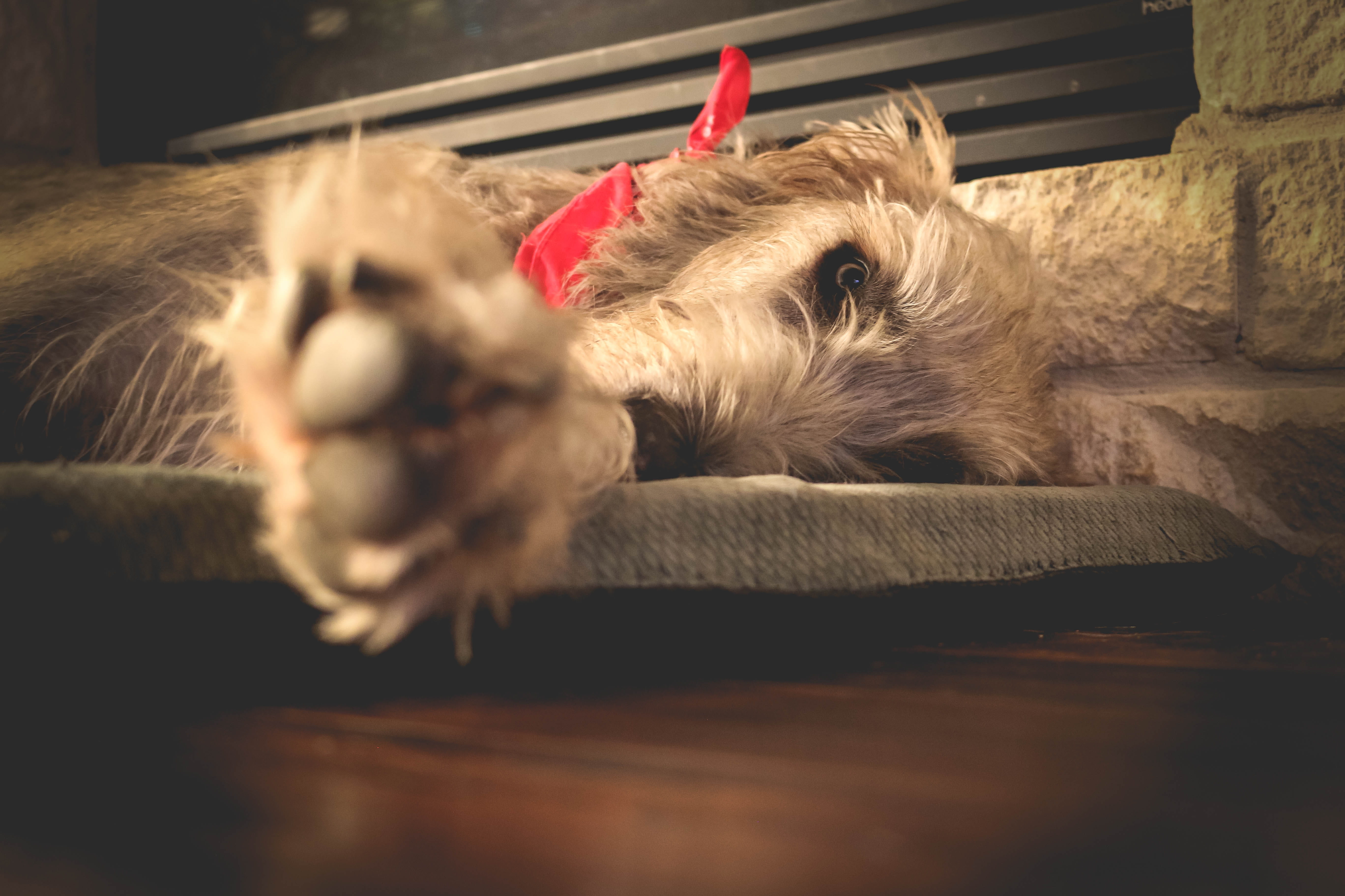 dog, cat, animal body part, domestic animals, puppy, doggo, vertebrate, chill, irish wolfhound, selective focus, 5K, warm, irish, animal head, canine, HD Wallpaper